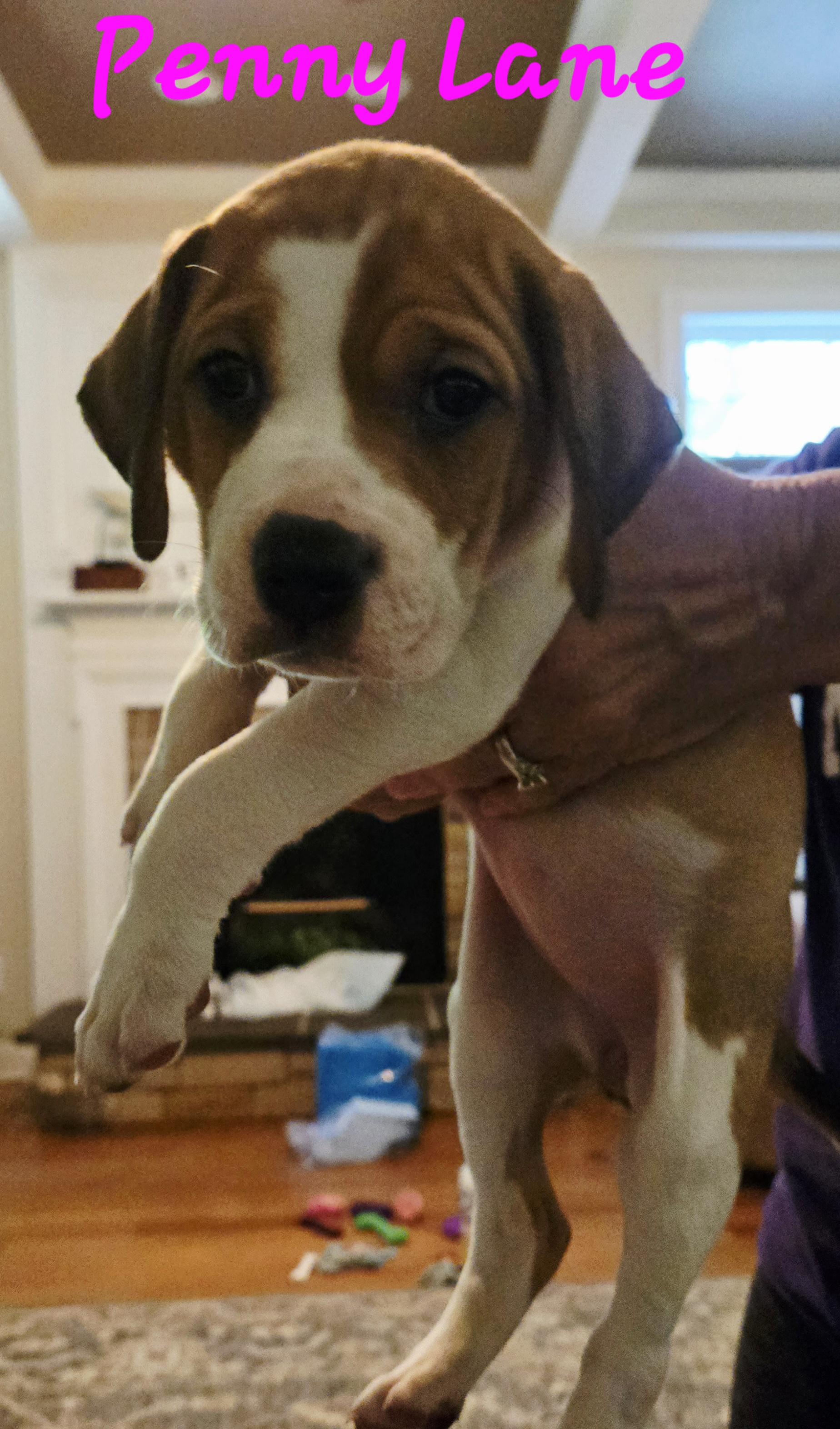 PUPPIES! photo 3