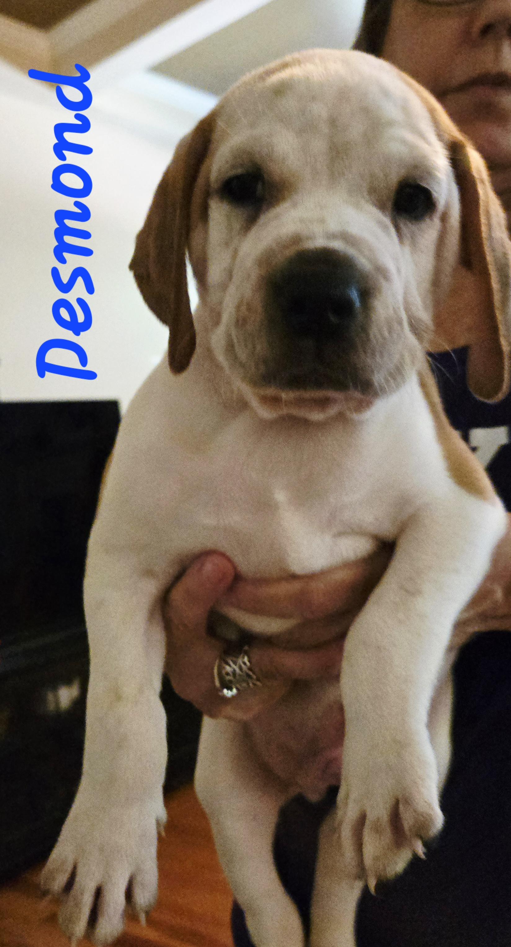 PUPPIES! photo 4