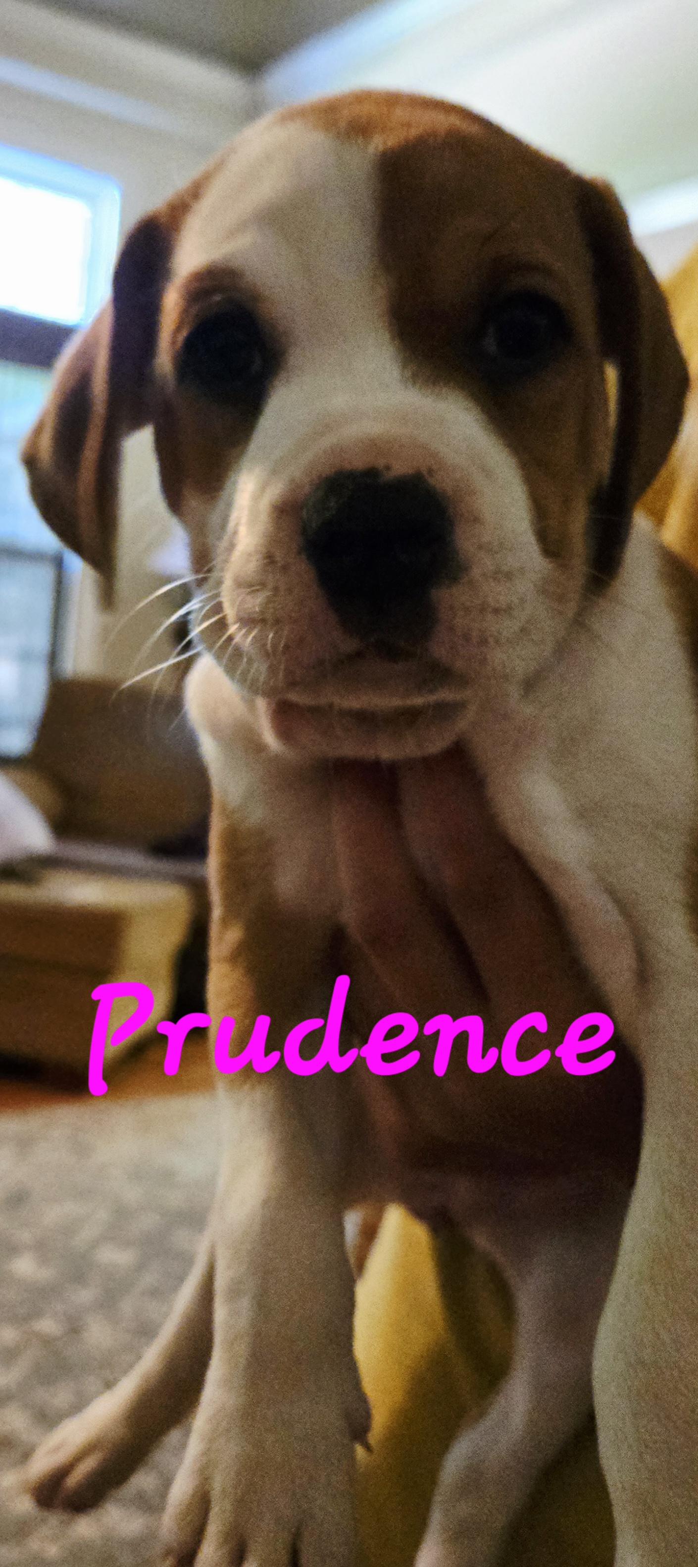 PUPPIES! photo 5
