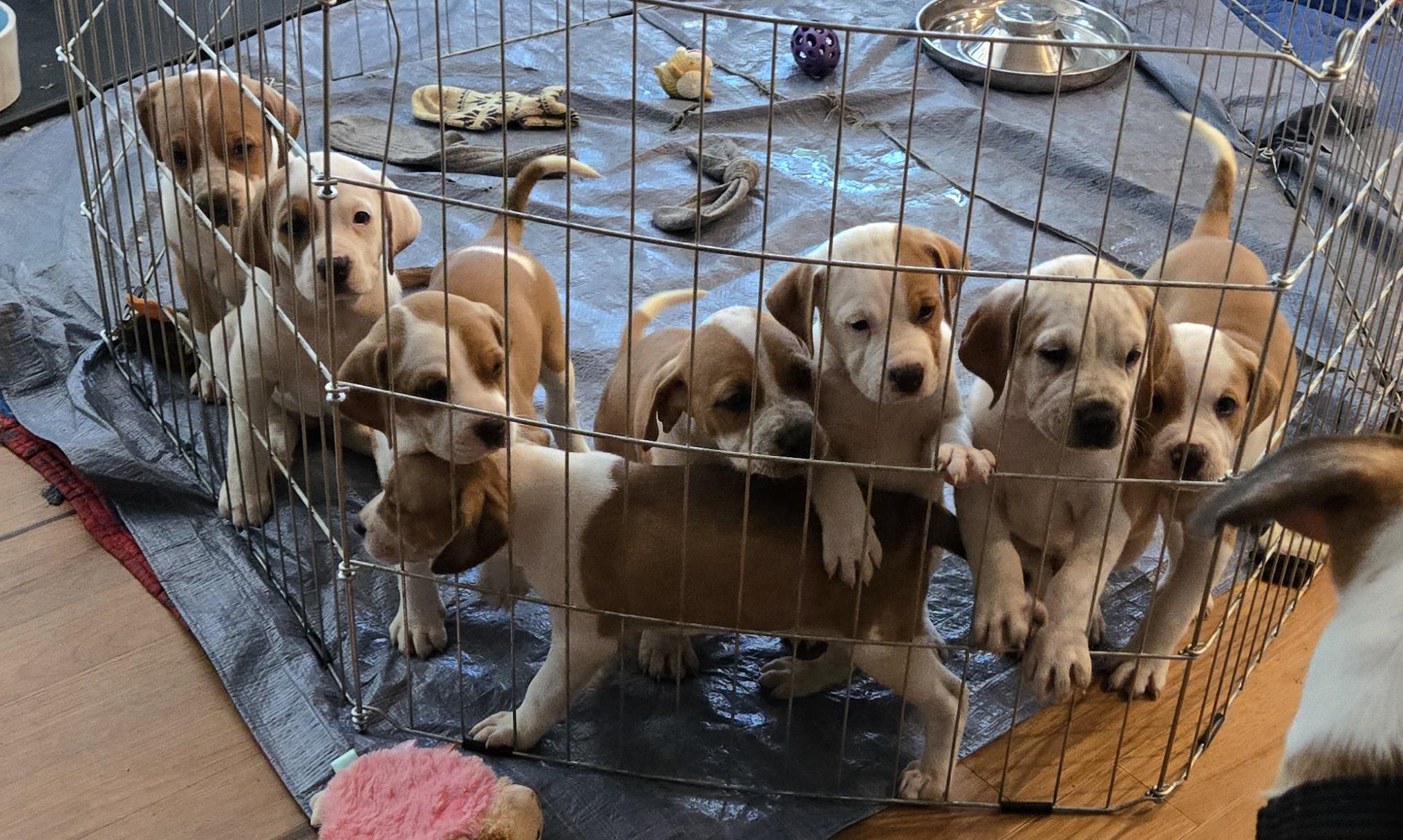 PUPPIES!, Baby Female unknown