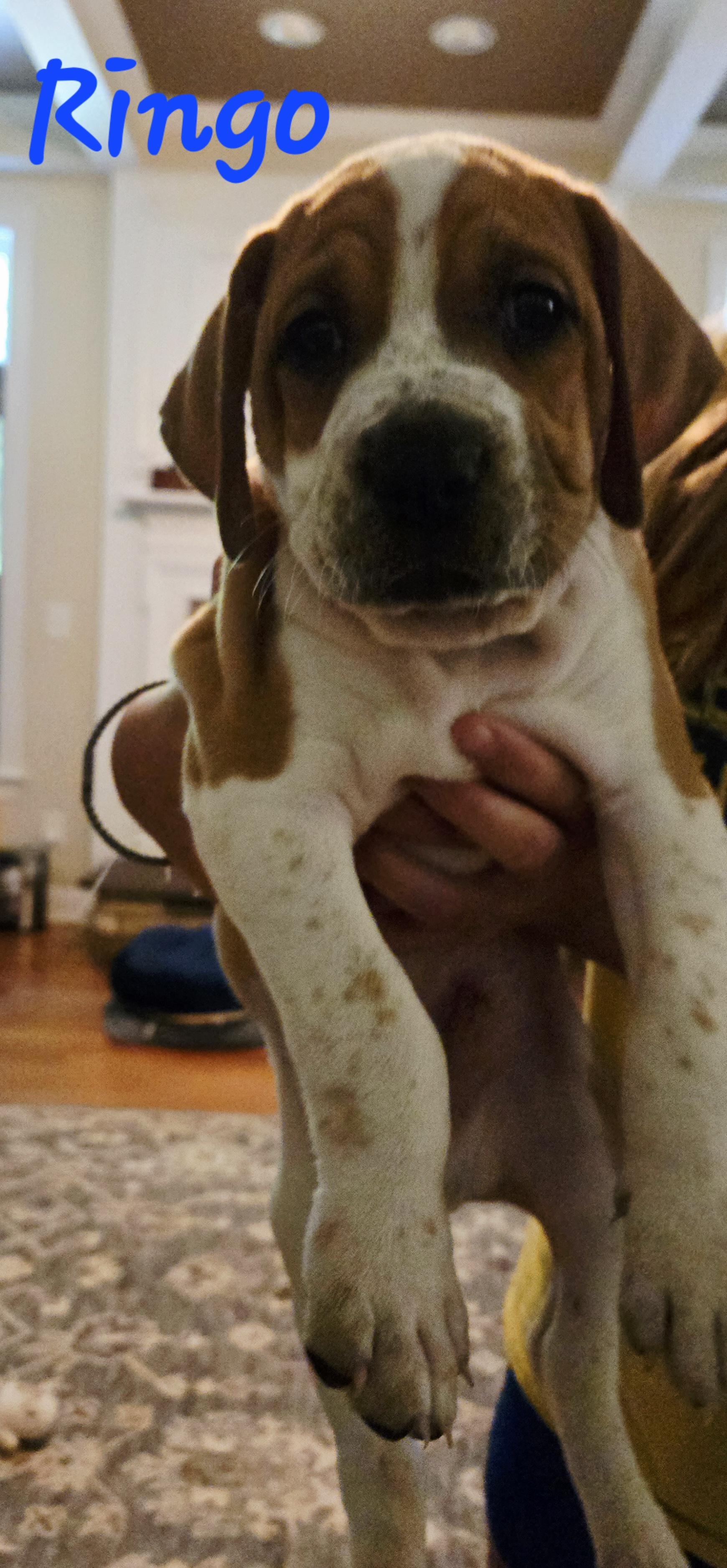 PUPPIES! photo 6