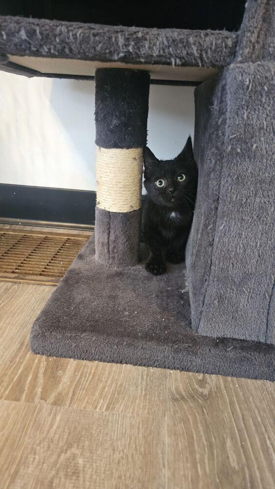 Chipper, Adoptable, Kitten Male Domestic Short Hair.