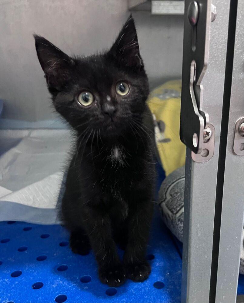 Enlarge Chipper, a Adoptable Domestic Short Hair in McPherson, KS image 2/2