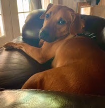 Skippy, Young Male Black Mouth Cur