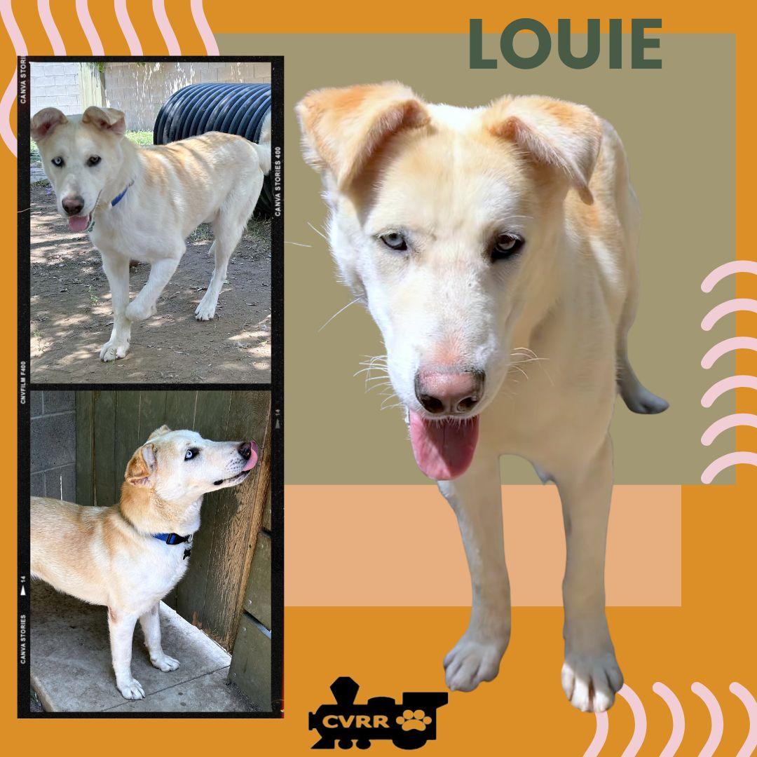 Enlarge Louie, a Adoptable Retriever in LINDSAY, CA image 1/1