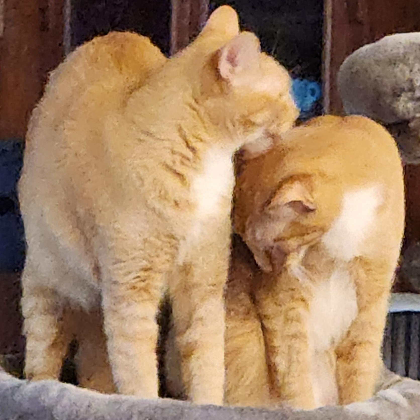 Enlarge Amber and Clover, a Adoptable mixed breed in Magnolia, TX image 4/4