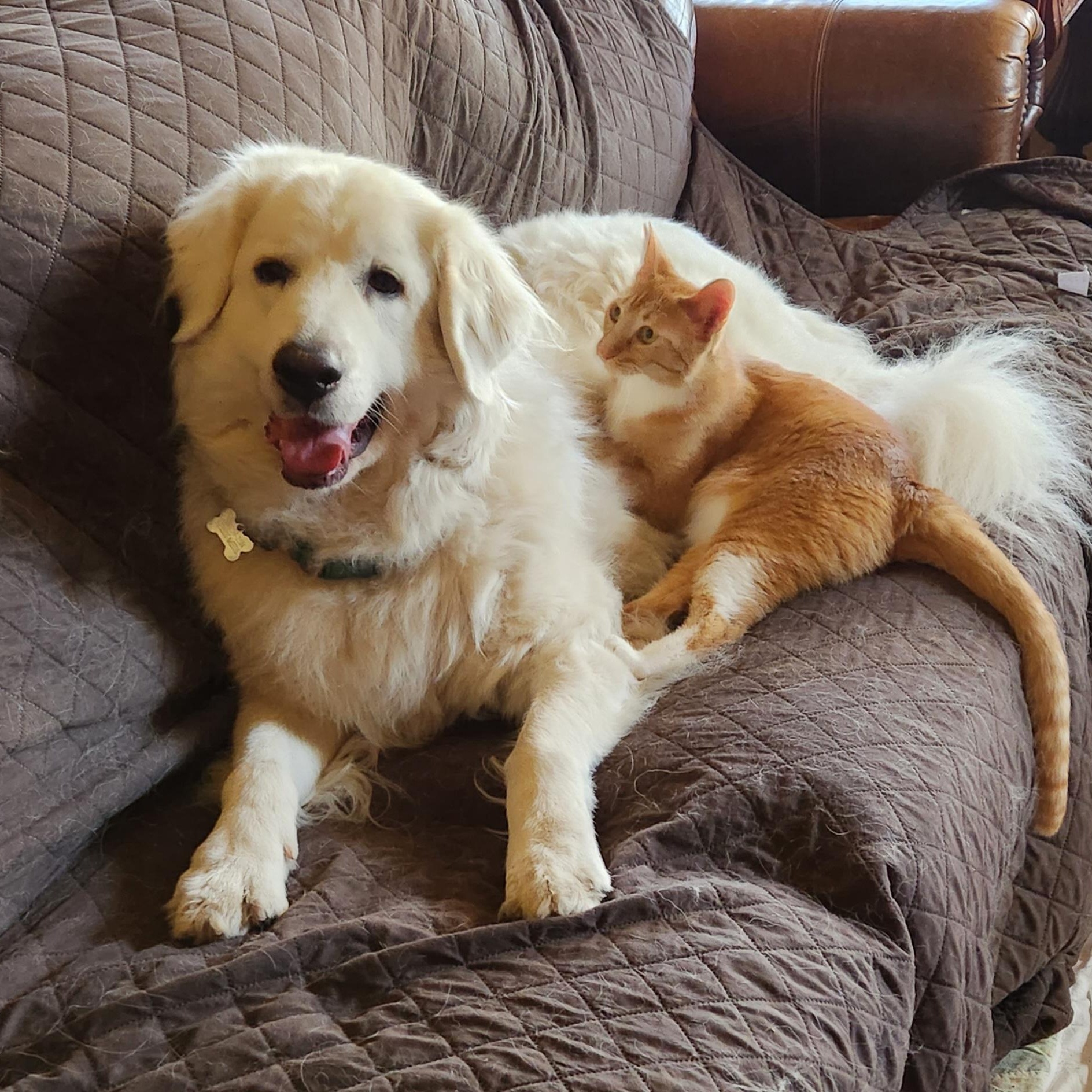 Enlarge Amber and Clover, a Adoptable mixed breed in Magnolia, TX image 3/4