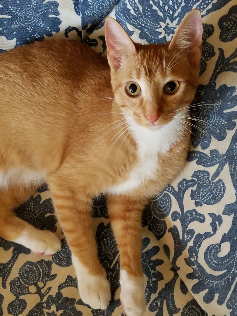Clover, an adoptable Abyssinian, Tabby in Magnolia, TX, 77355 | Photo Image 2