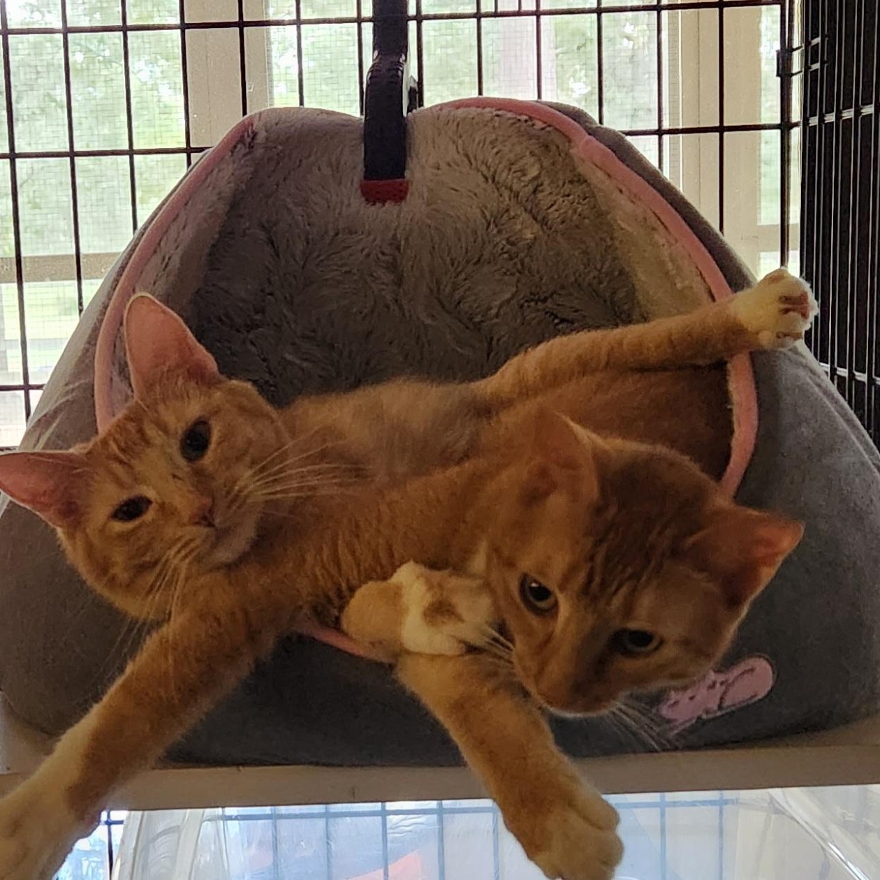 Amber and Clover, Adoptable, Adult Female Abyssinian & Tabby.