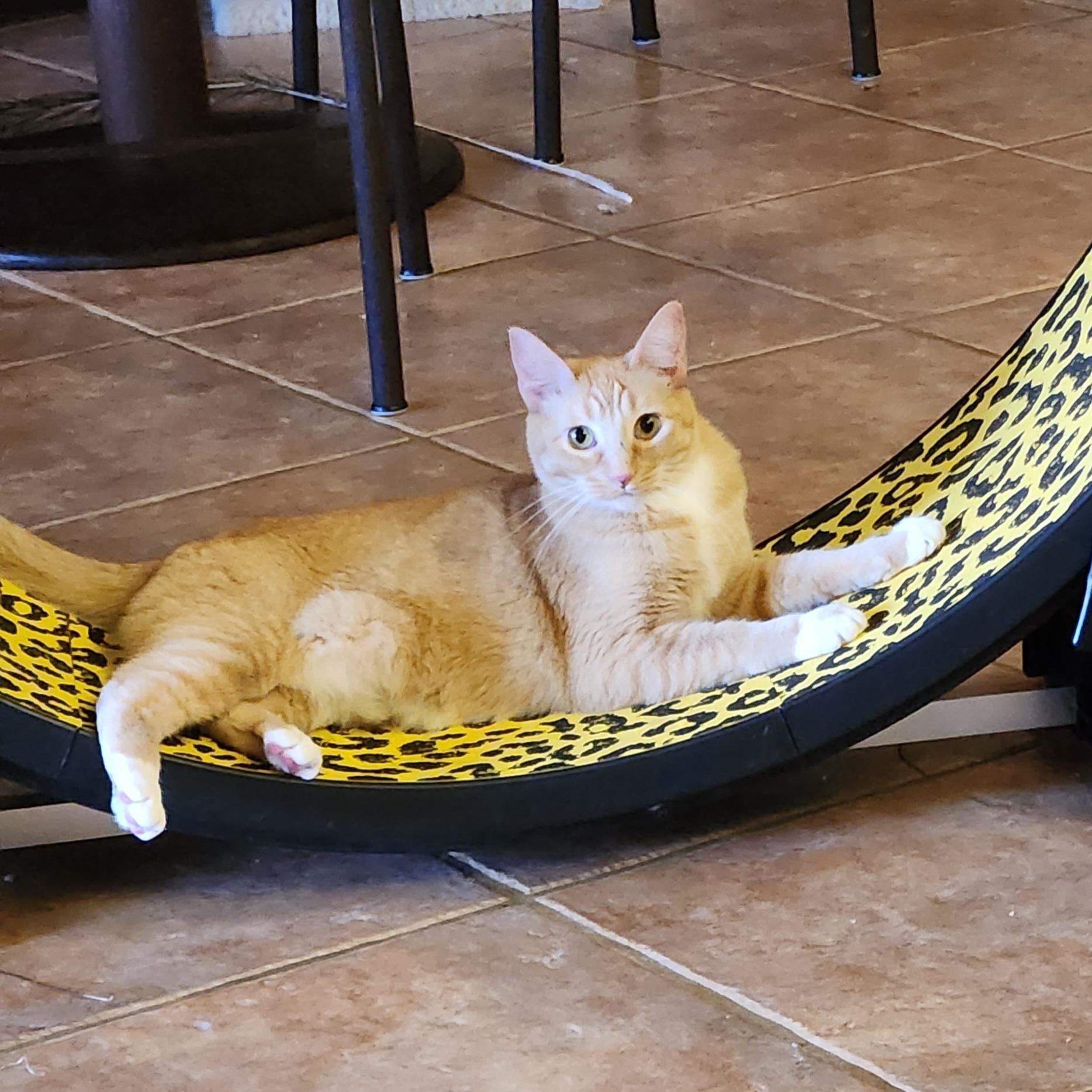 Enlarge Amber and Clover, a Adoptable mixed breed in Magnolia, TX image 2/4