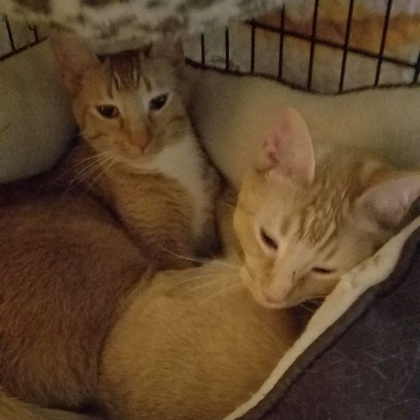 Enlarge Clover, a Adoptable mixed breed in Magnolia, TX image 3/4