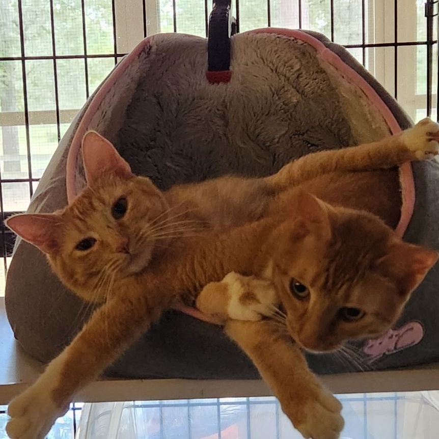 Enlarge Clover, a Adoptable mixed breed in Magnolia, TX image 4/4