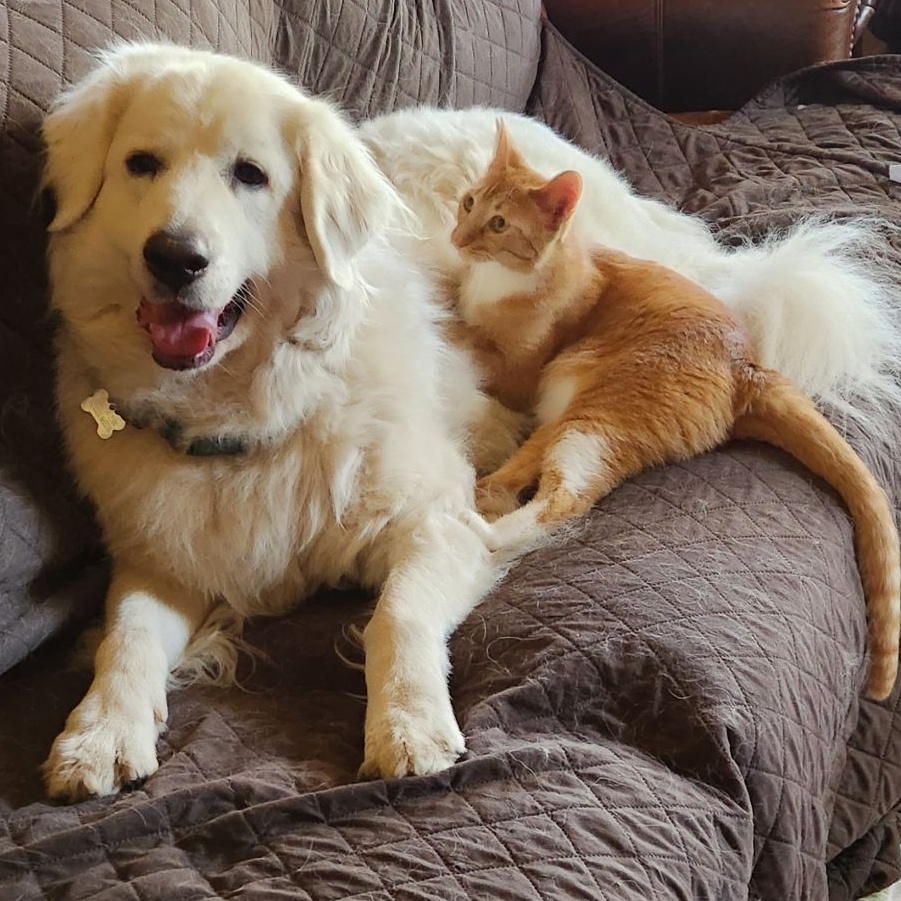 Clover, Adoptable, Adult Female Abyssinian & Tabby.