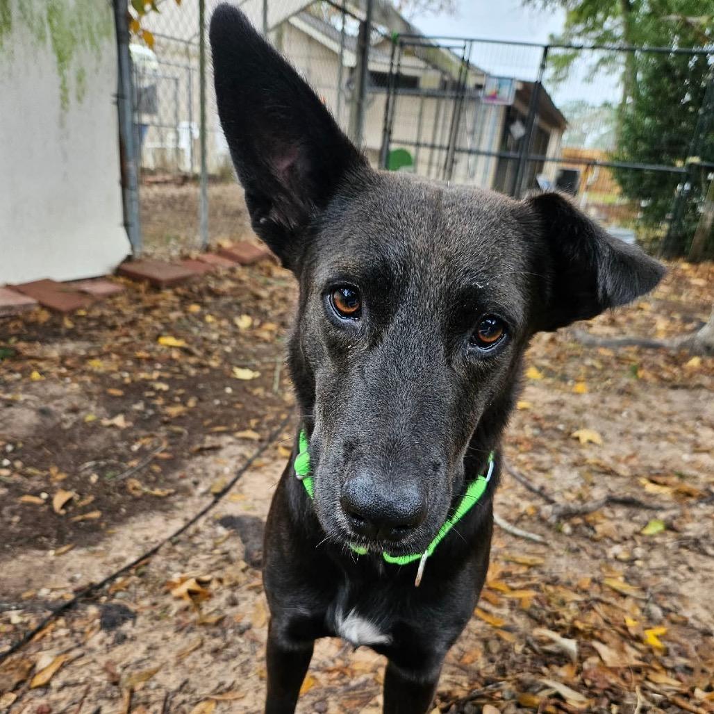 Megalosaurus - Meg, Adoptable, Adult Female Shepherd.