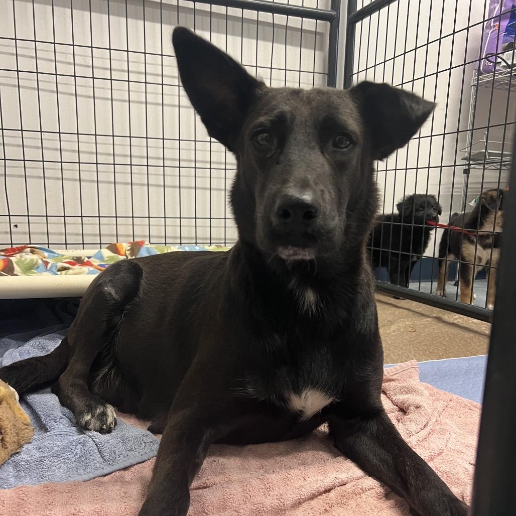 Enlarge Megalosaurus - Meg, a Adoptable Shepherd in Spring, TX image 2/6