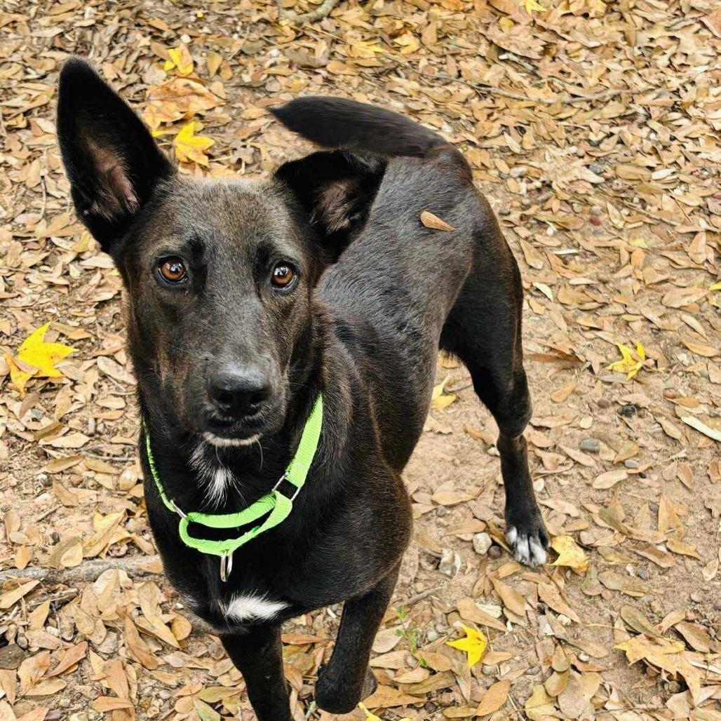 Enlarge Megalosaurus - Meg, a Adoptable Shepherd in Spring, TX image 3/6