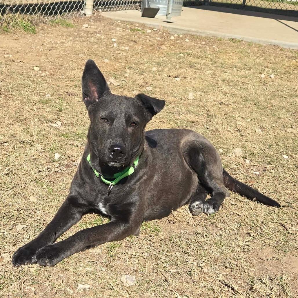 Enlarge Megalosaurus - Meg, a Adoptable Shepherd in Spring, TX image 5/5