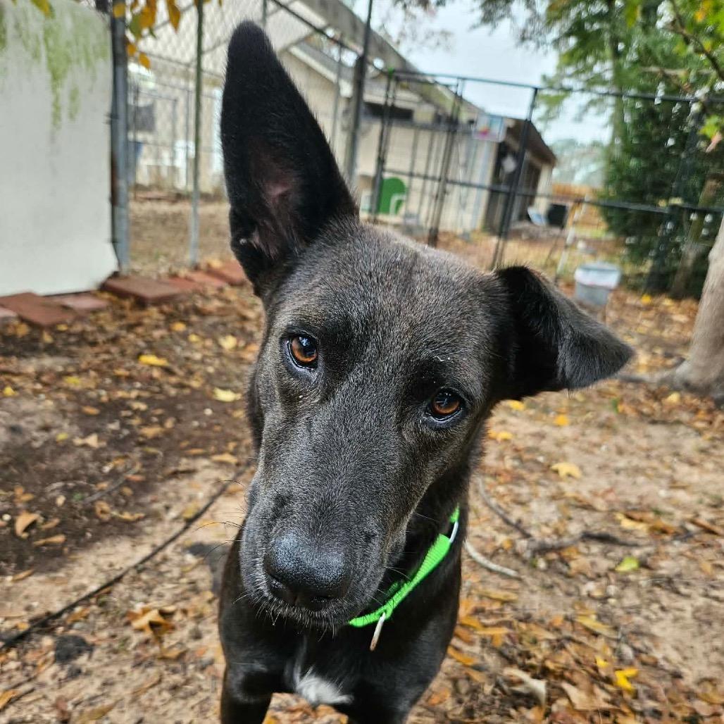 Enlarge Megalosaurus - Meg, a Adoptable Shepherd in Spring, TX image 4/6