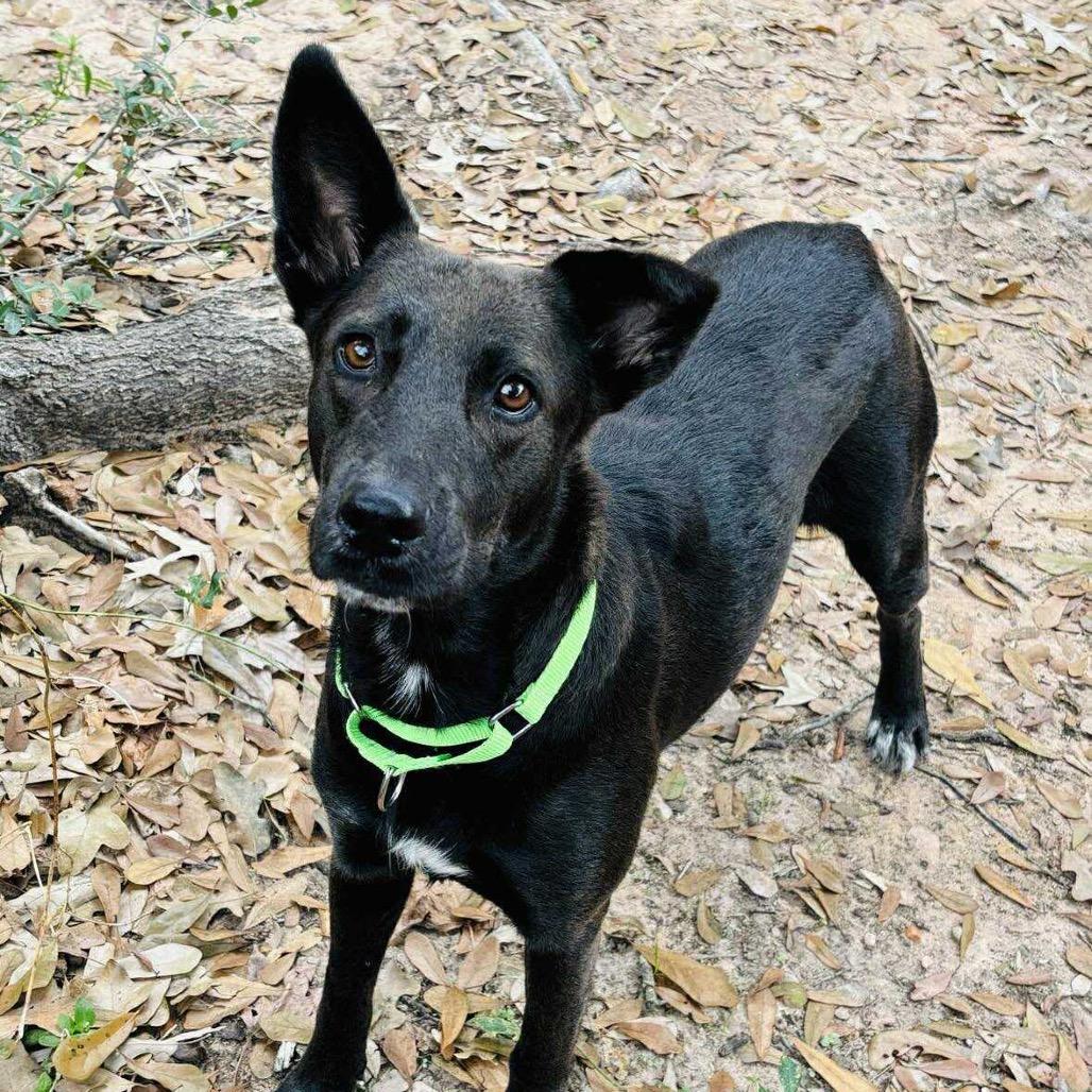 Enlarge Megalosaurus - Meg, a Adoptable Shepherd in Spring, TX image 5/6