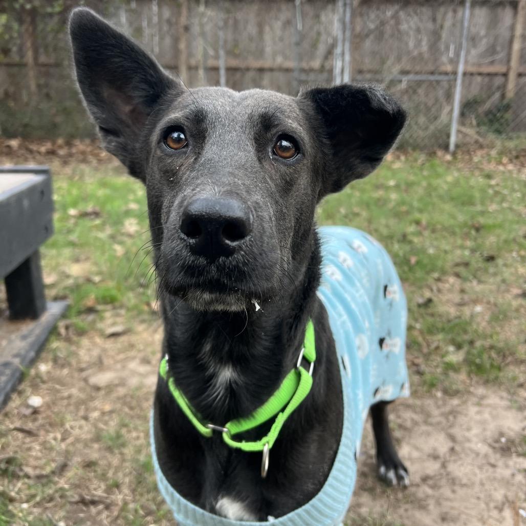 Enlarge Megalosaurus - Meg, a Adoptable Shepherd in Spring, TX image 6/6