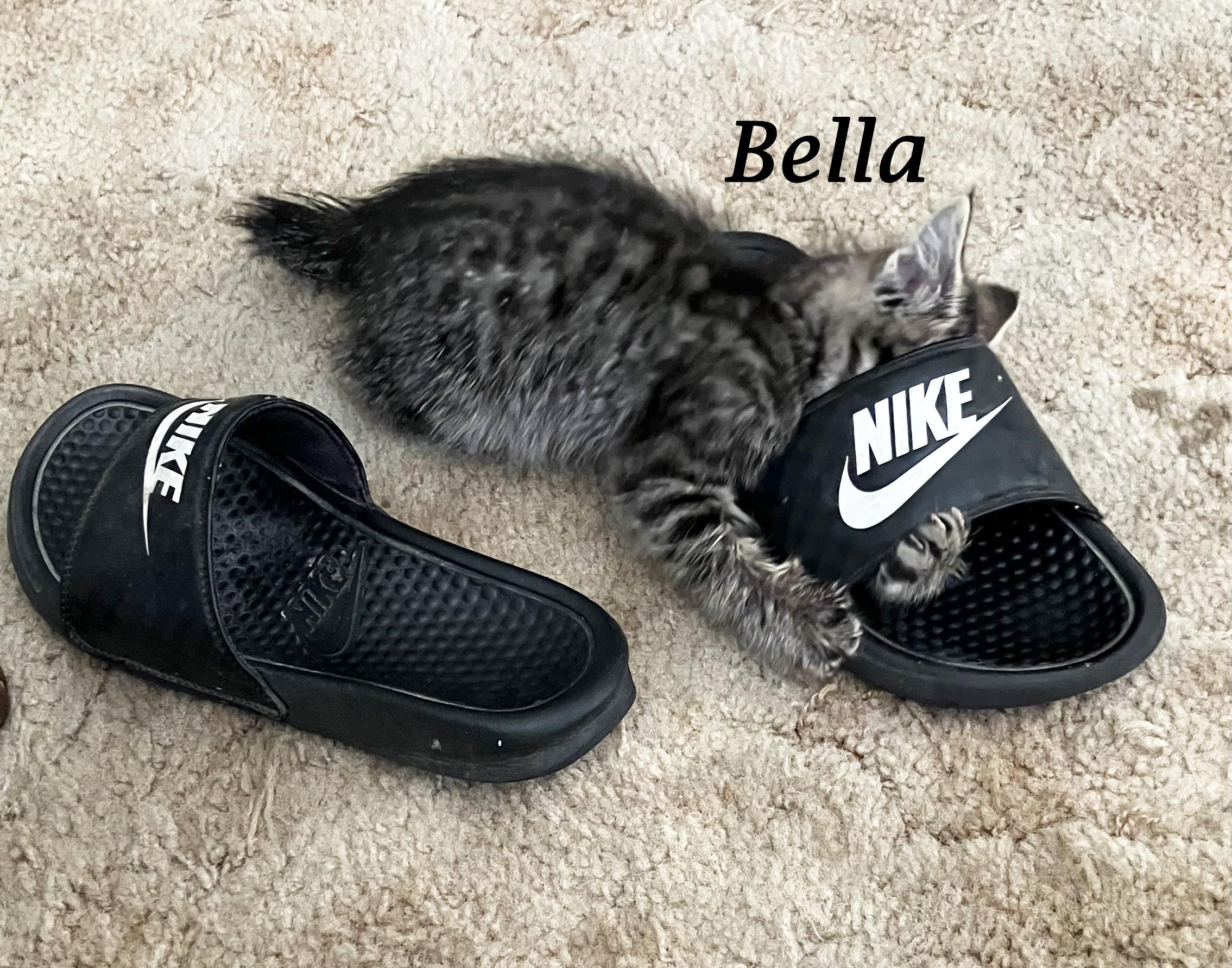 BELLA, a Adopted Tabby in Monrovia, CA image 4/6