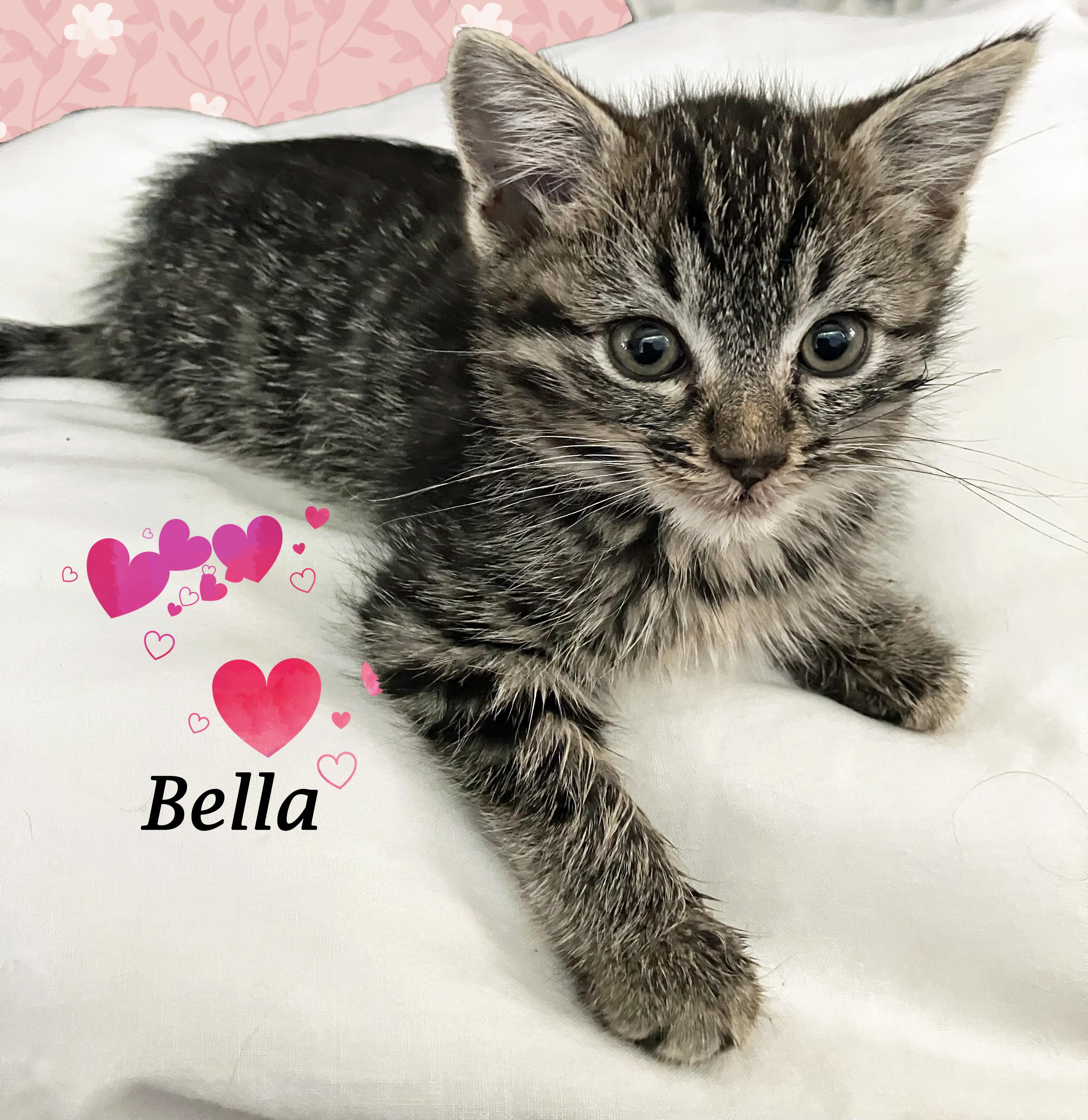 BELLA, Adopted, Young Female Tabby.