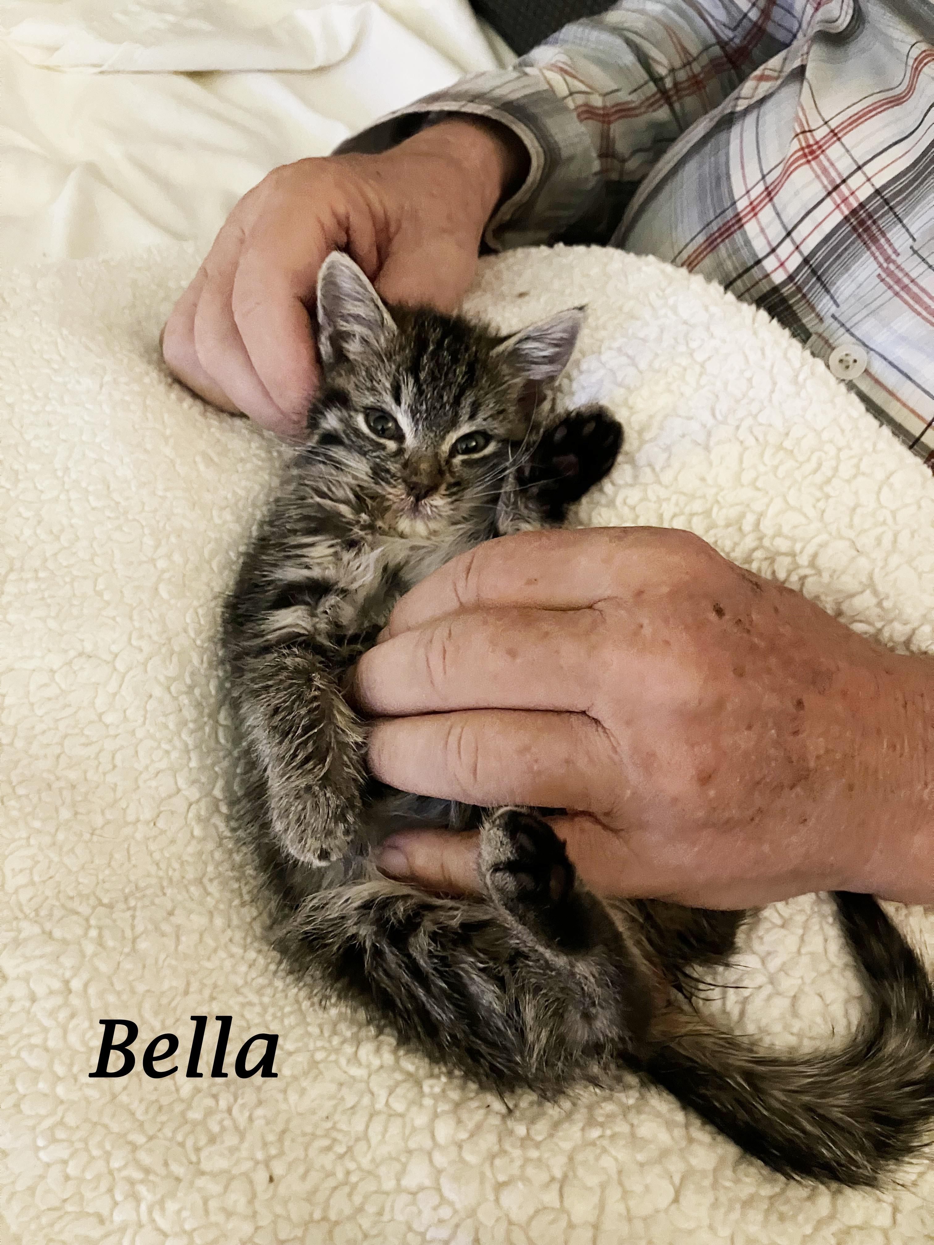 BELLA, a Adopted Tabby in Monrovia, CA image 5/6
