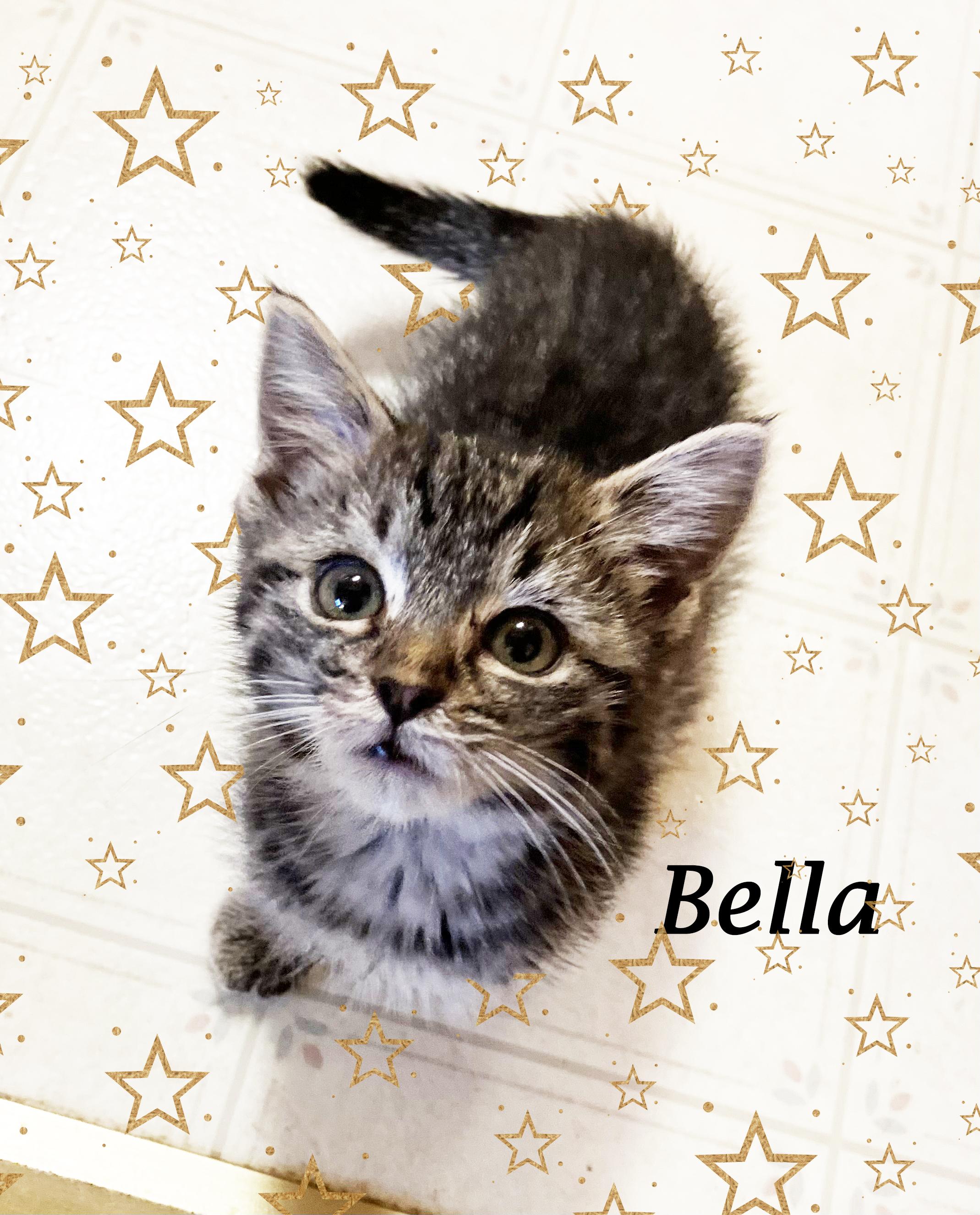 BELLA, a Adopted Tabby in Monrovia, CA image 2/6