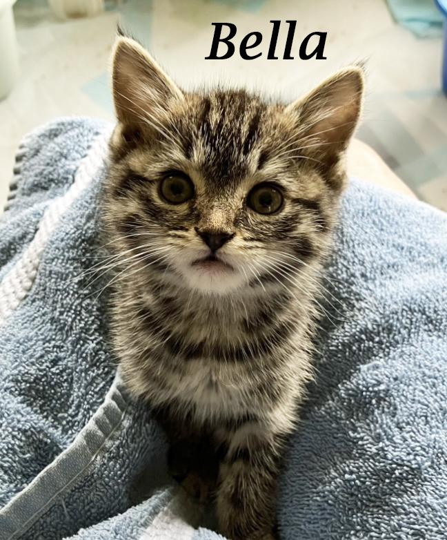 BELLA, a Adopted Tabby in Monrovia, CA image 6/6