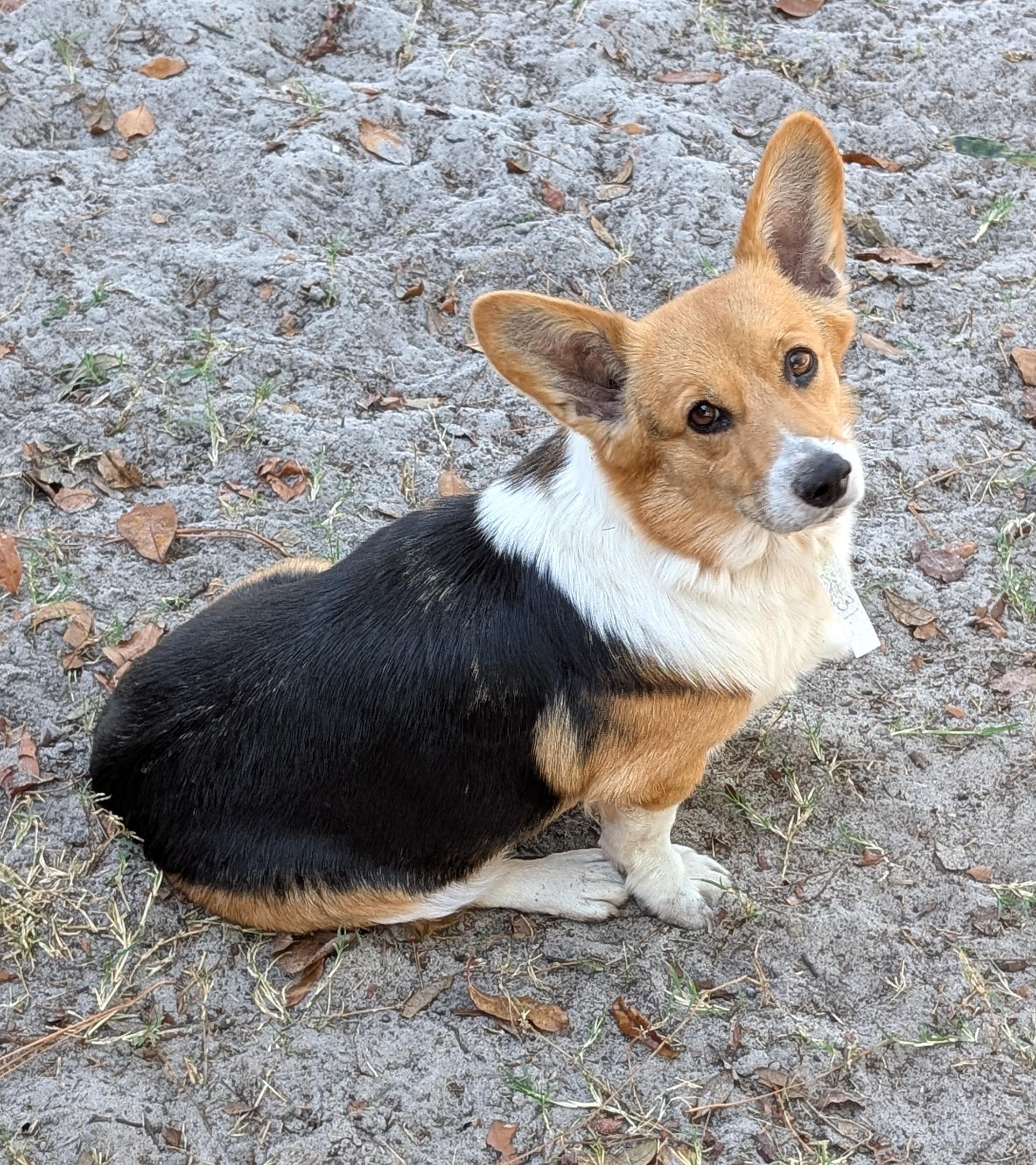 Gwen, Adoptable, Adult Female Corgi.