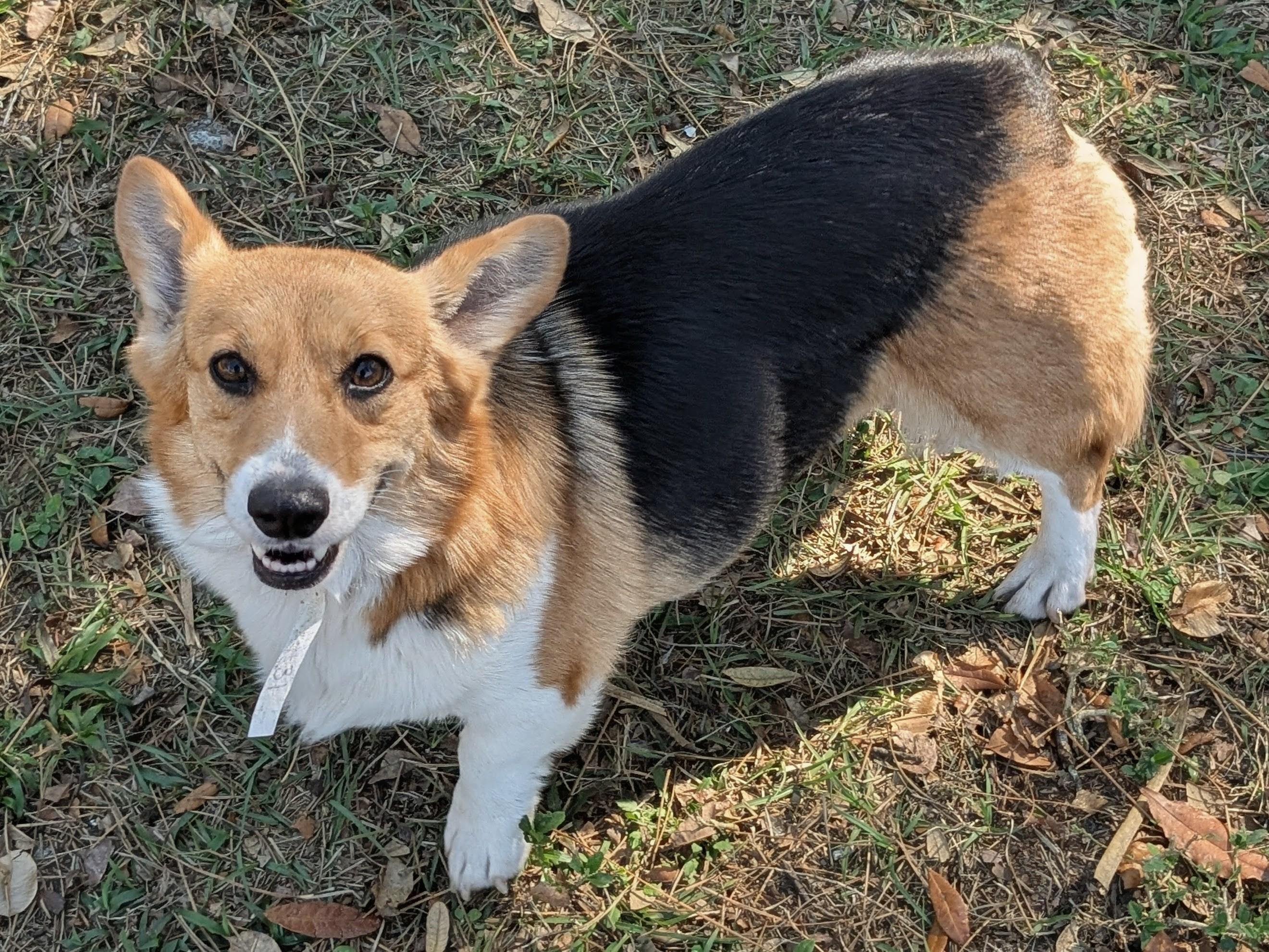 Enlarge Gwen, a Adoptable Corgi in Orlando, FL image 3/5