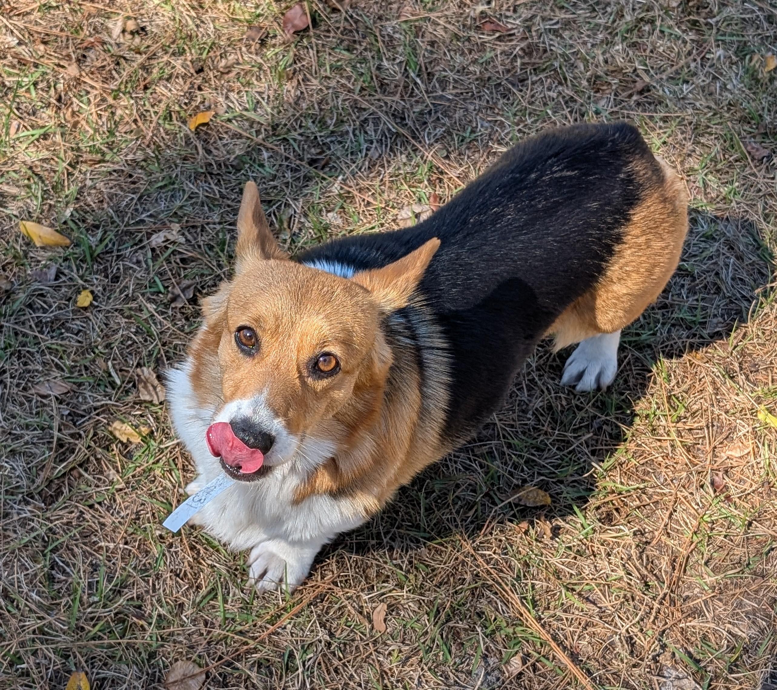 Enlarge Gwen, a Adoptable Corgi in Orlando, FL image 4/5