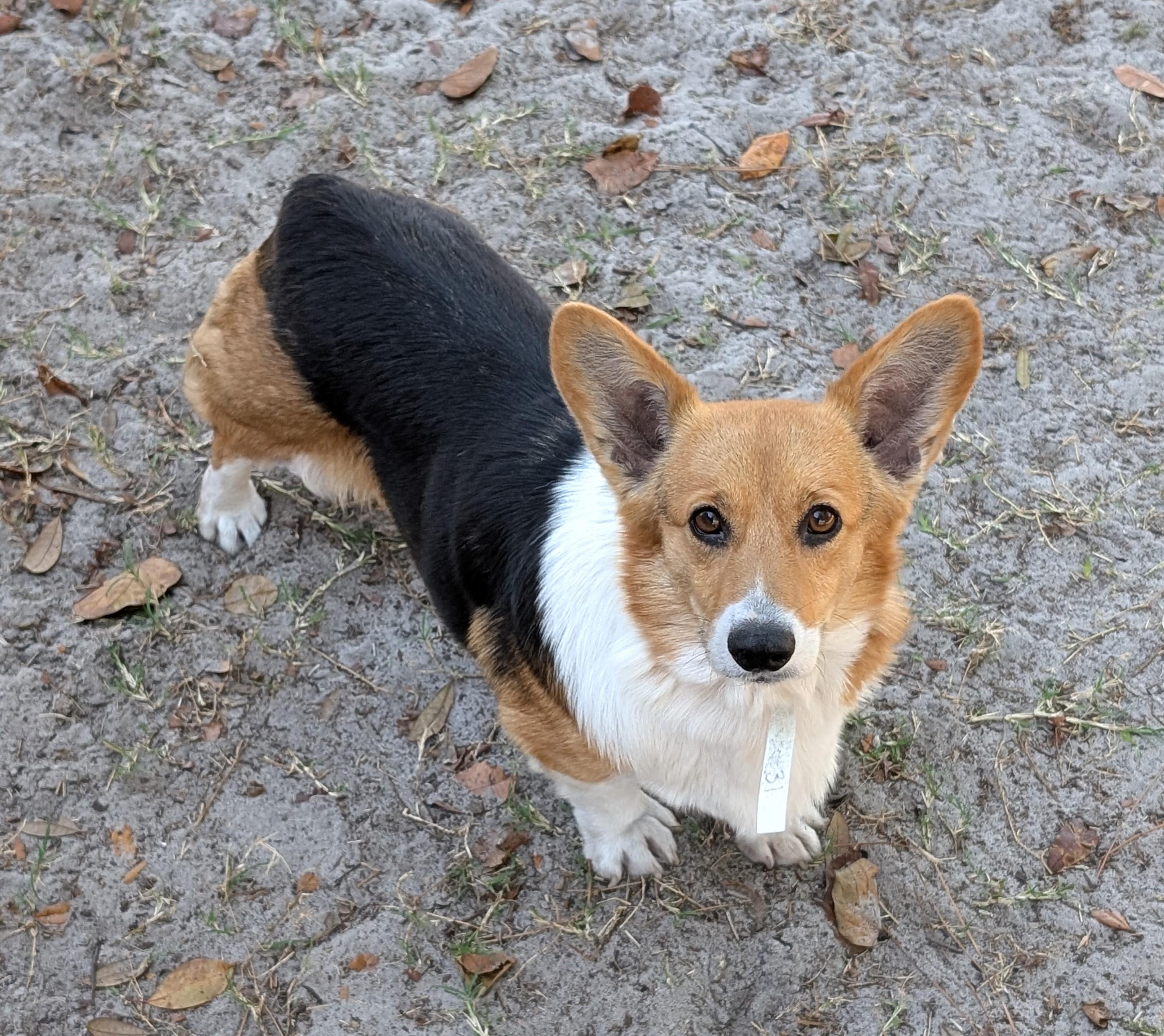 Enlarge Gwen, a Adoptable Corgi in Orlando, FL image 5/5