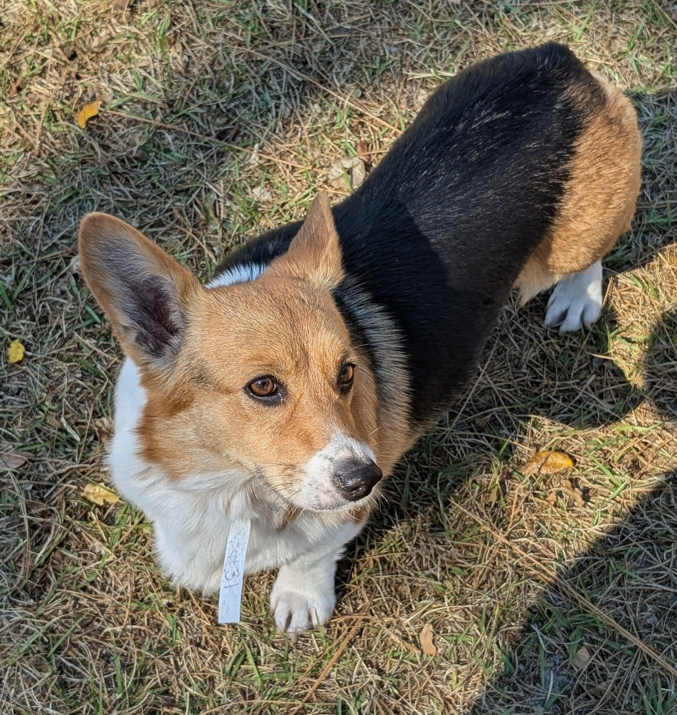 Enlarge Gwen, a Adoptable Corgi in Orlando, FL image 2/5