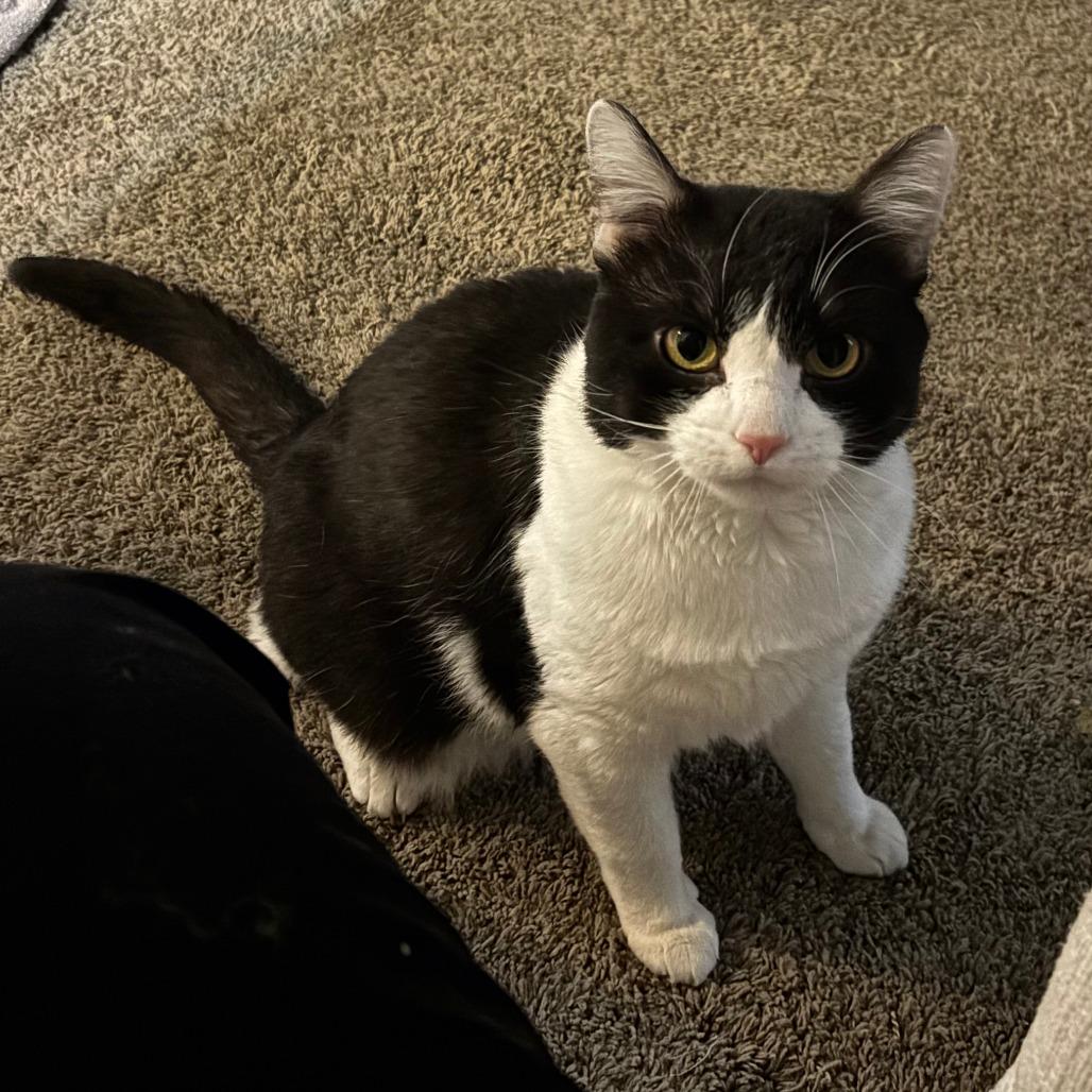 Bill, Adoptable, Adult Male Domestic Short Hair.