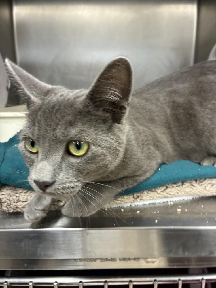 Storm, Adoptable, Kitten Male Domestic Short Hair.