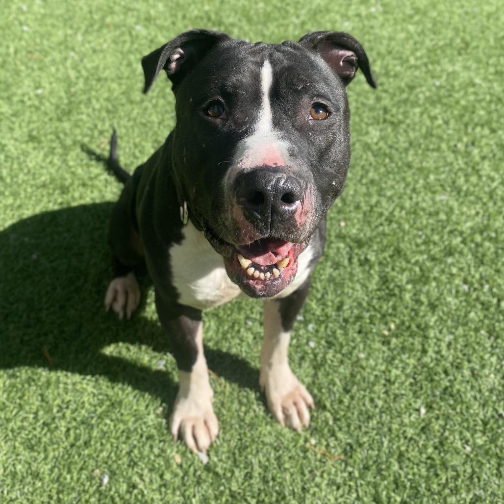 Scar, Adoptable, Adult Male Mixed Breed.