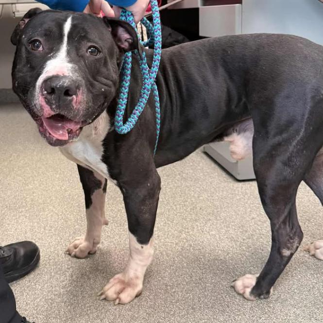 Enlarge Scar, a Adoptable Mixed Breed in Batavia, OH image 2/6