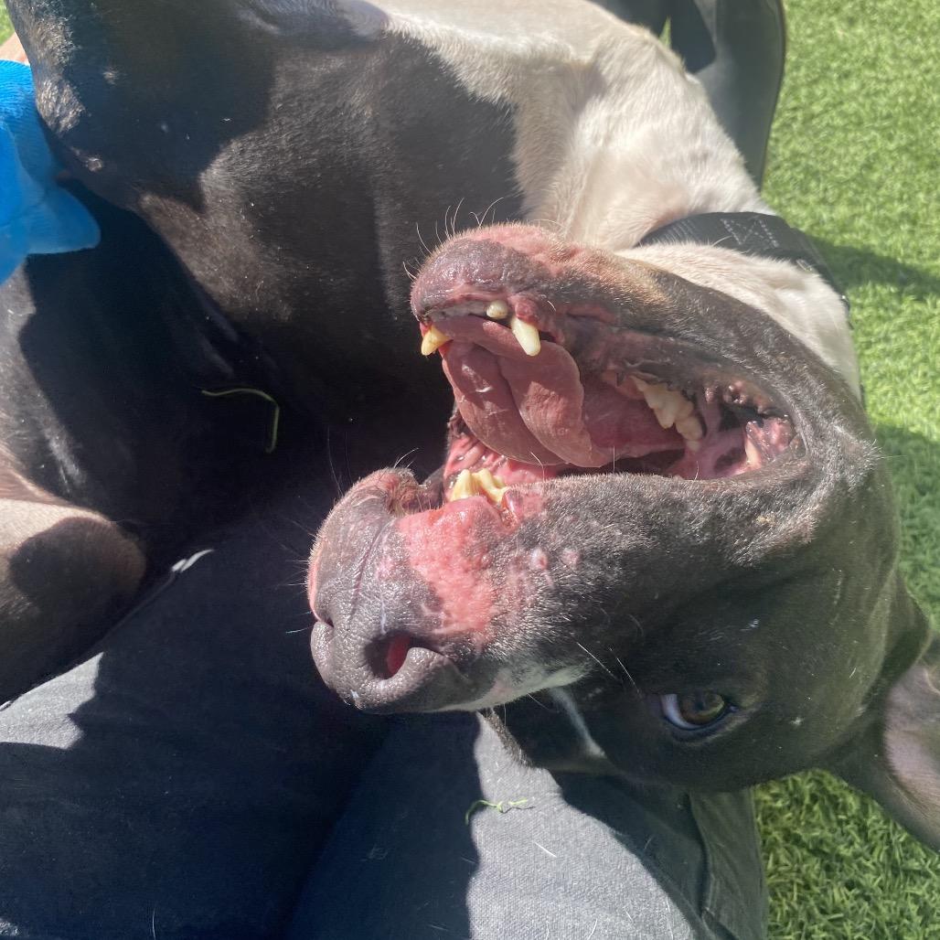 Enlarge Scar, a Adoptable Mixed Breed in Batavia, OH image 3/6