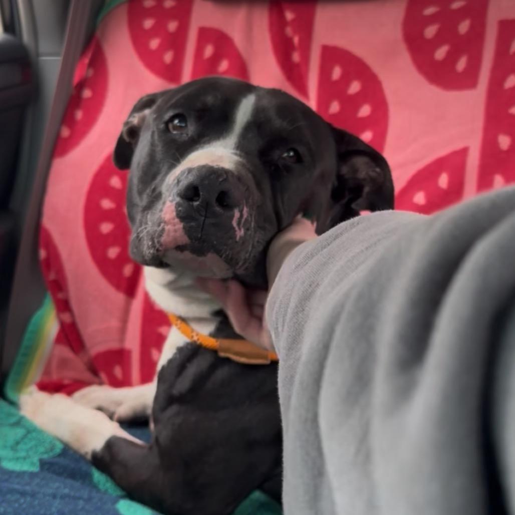 Enlarge Scar, a Adoptable Mixed Breed in Batavia, OH image 4/6