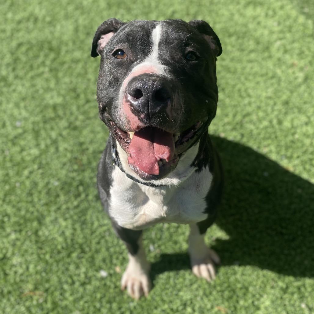 Enlarge Scar, a Adoptable Mixed Breed in Batavia, OH image 5/6