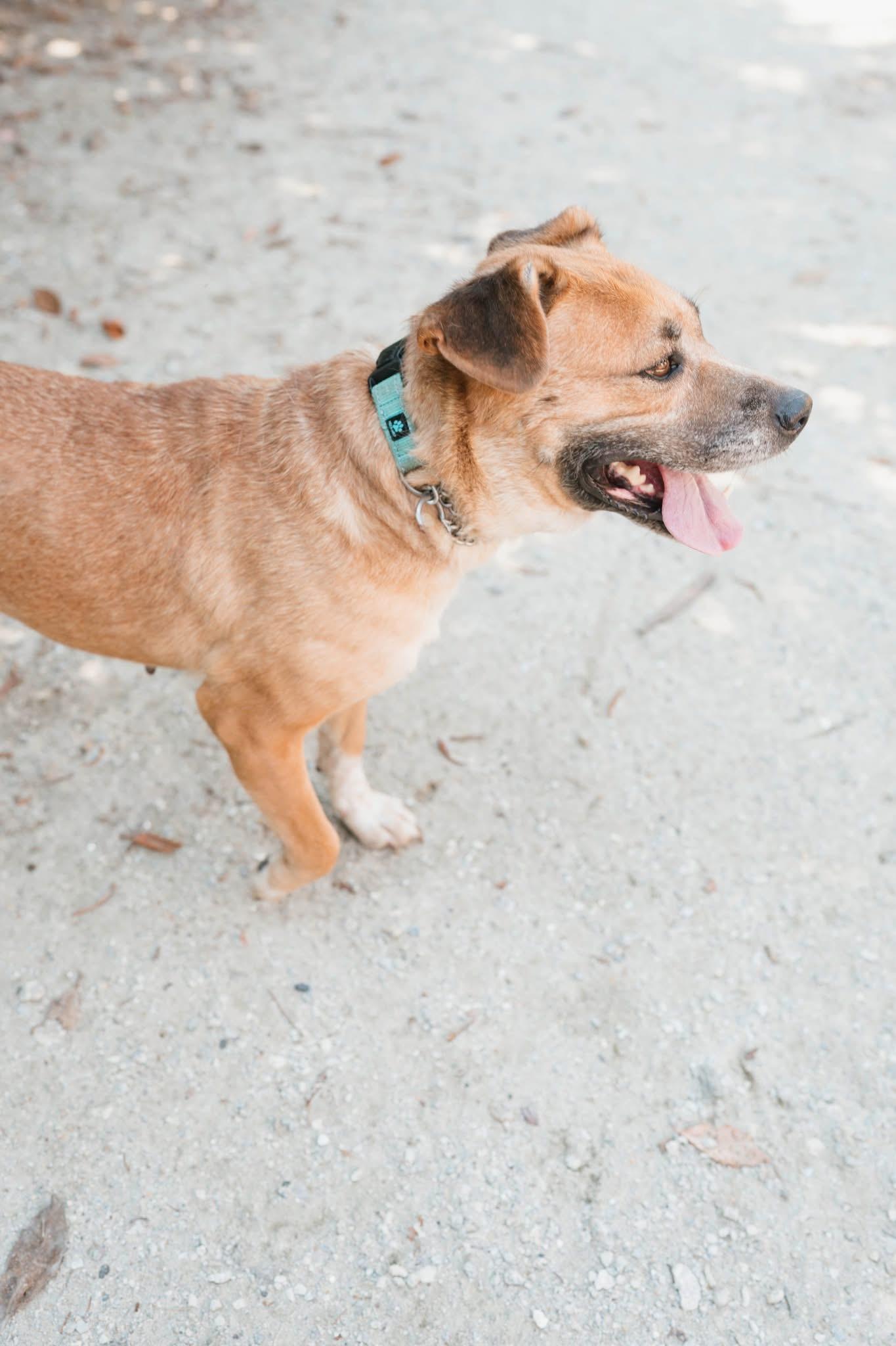 Annie, a Adoptable mixed breed in Ayden, NC image 1/3