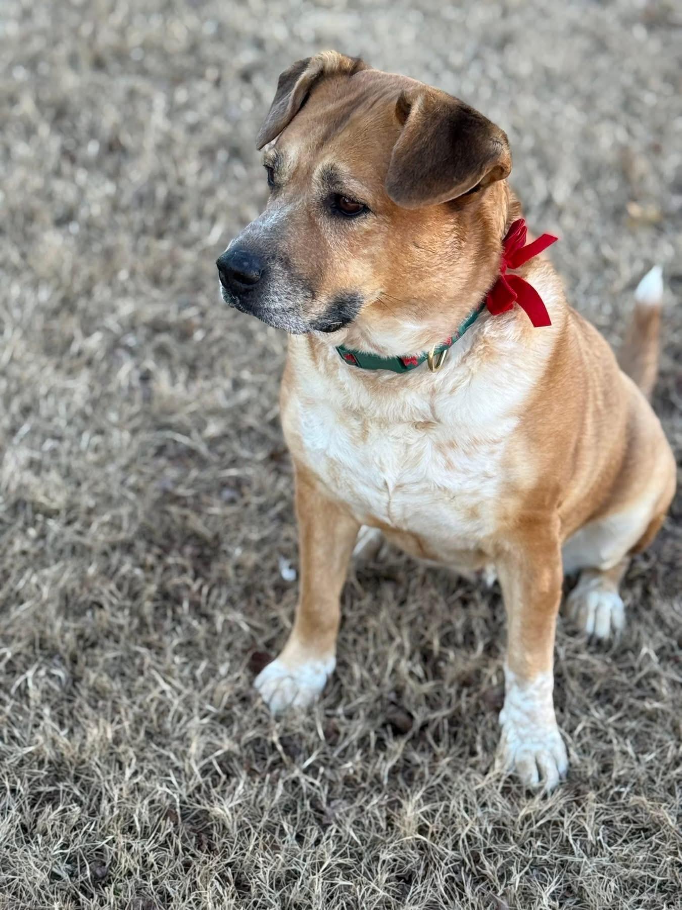 Enlarge Annie, a Adoptable mixed breed in Ayden, NC image 2/5