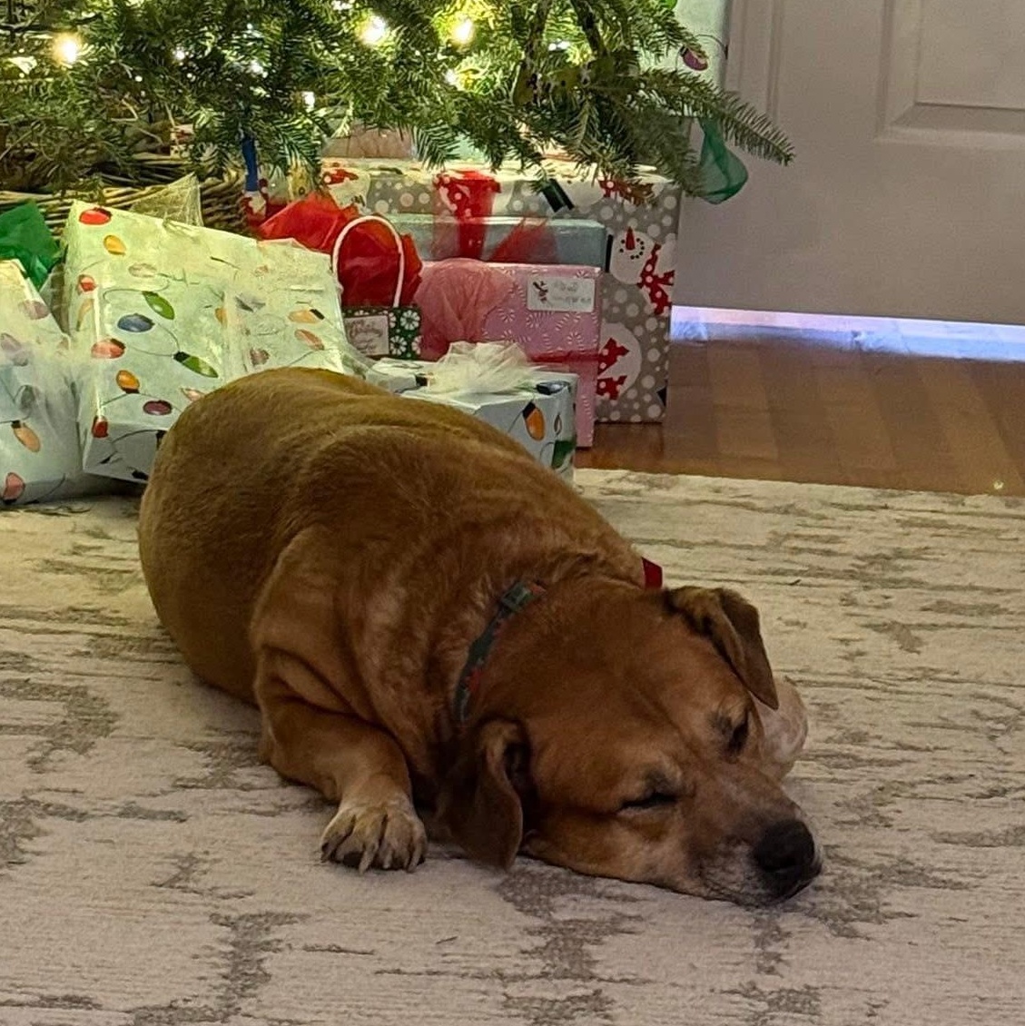 Enlarge Annie, a Adoptable mixed breed in Ayden, NC image 5/5