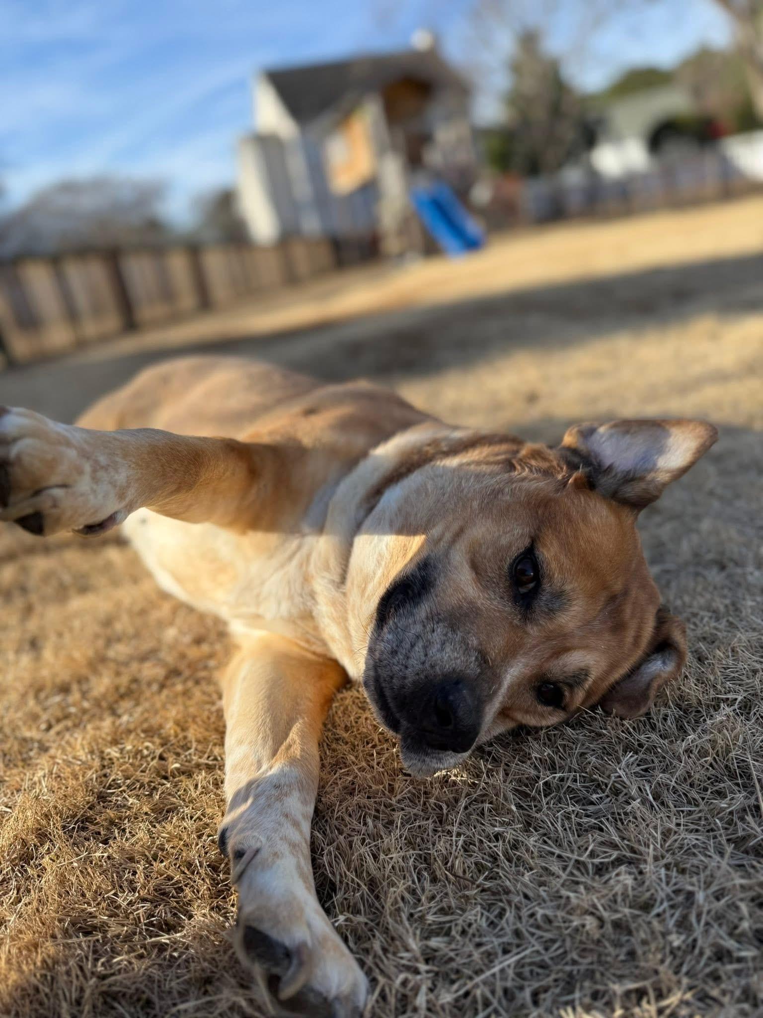 Enlarge Annie, a Adoptable mixed breed in Ayden, NC image 4/5