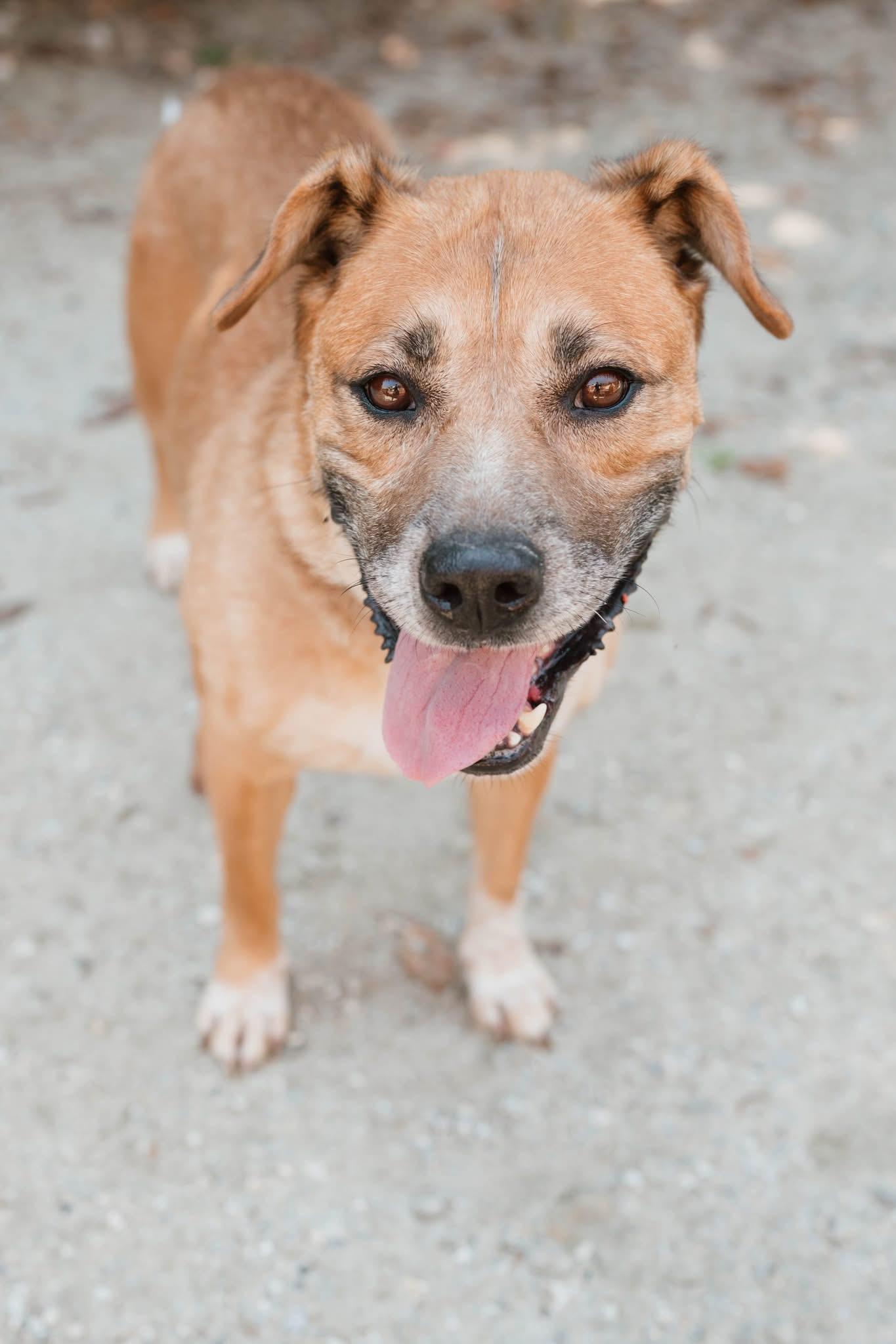 Annie, a Adoptable mixed breed in Ayden, NC image 2/3
