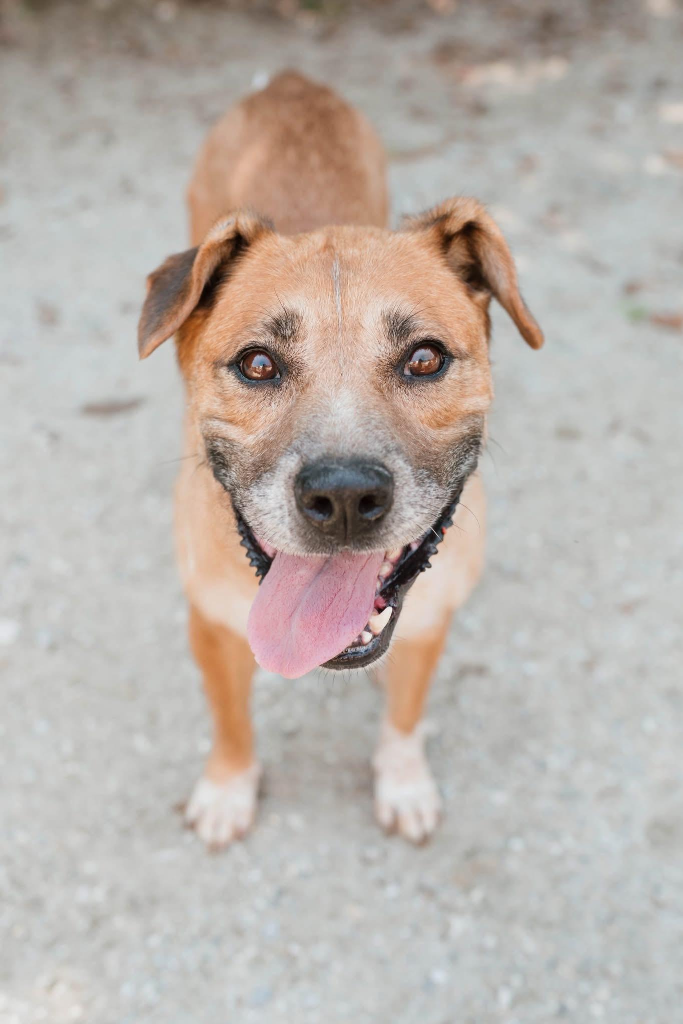 Annie, Adoptable, Senior Female Shepherd & Terrier.