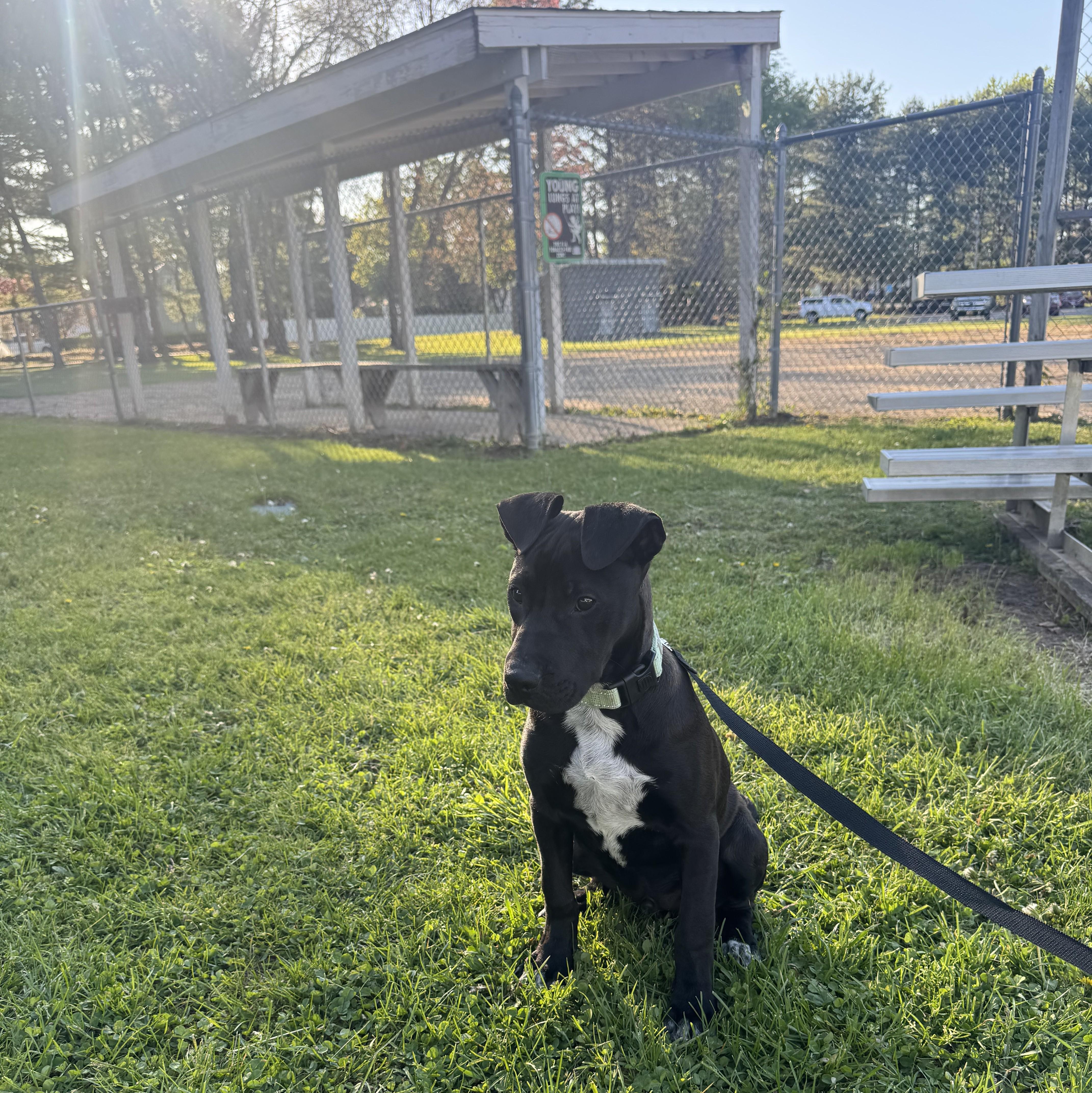 Rip, a Adoptable mixed breed in Albany, NY image 5/6