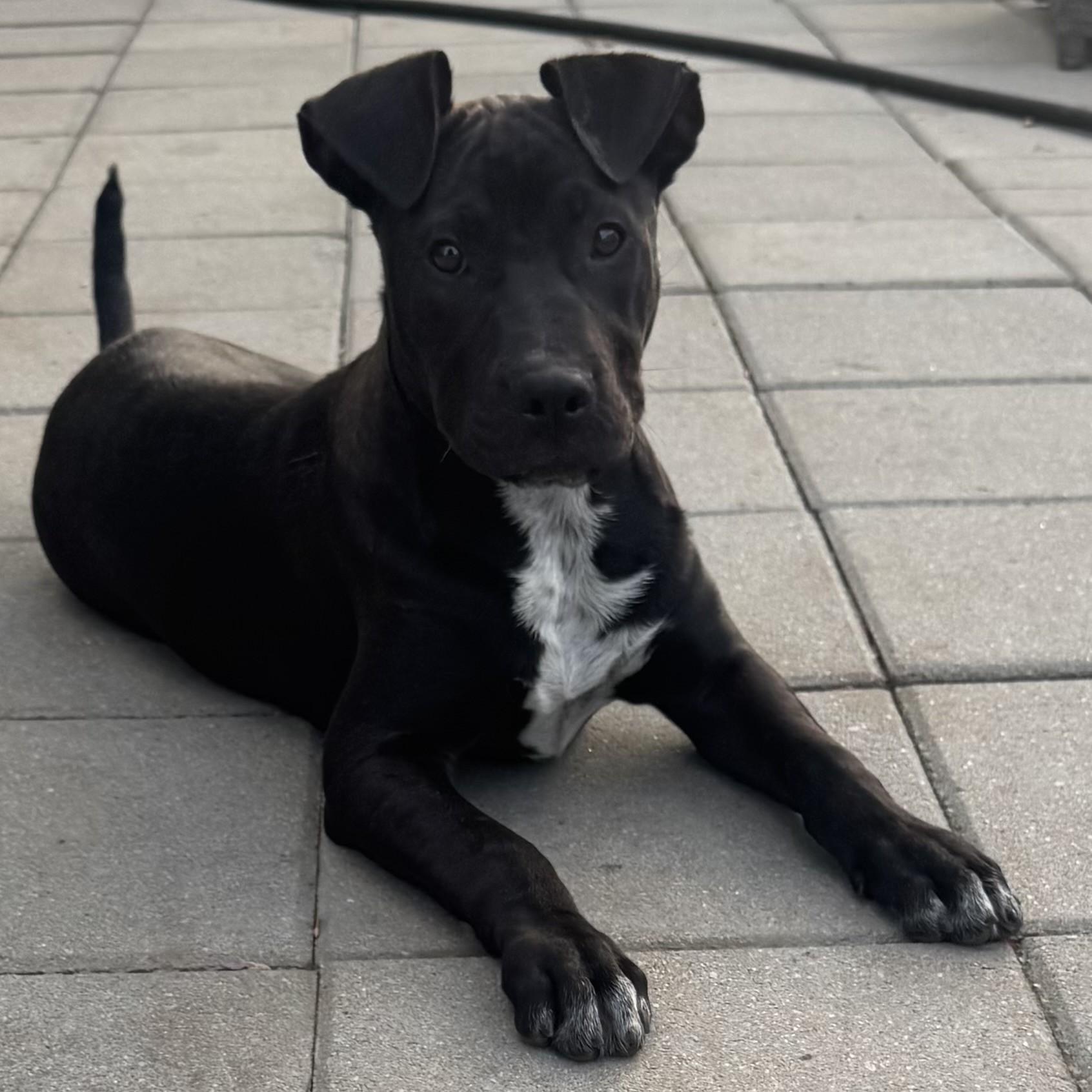 Rip, Adoptable, Puppy Male Labrador Retriever & Terrier.