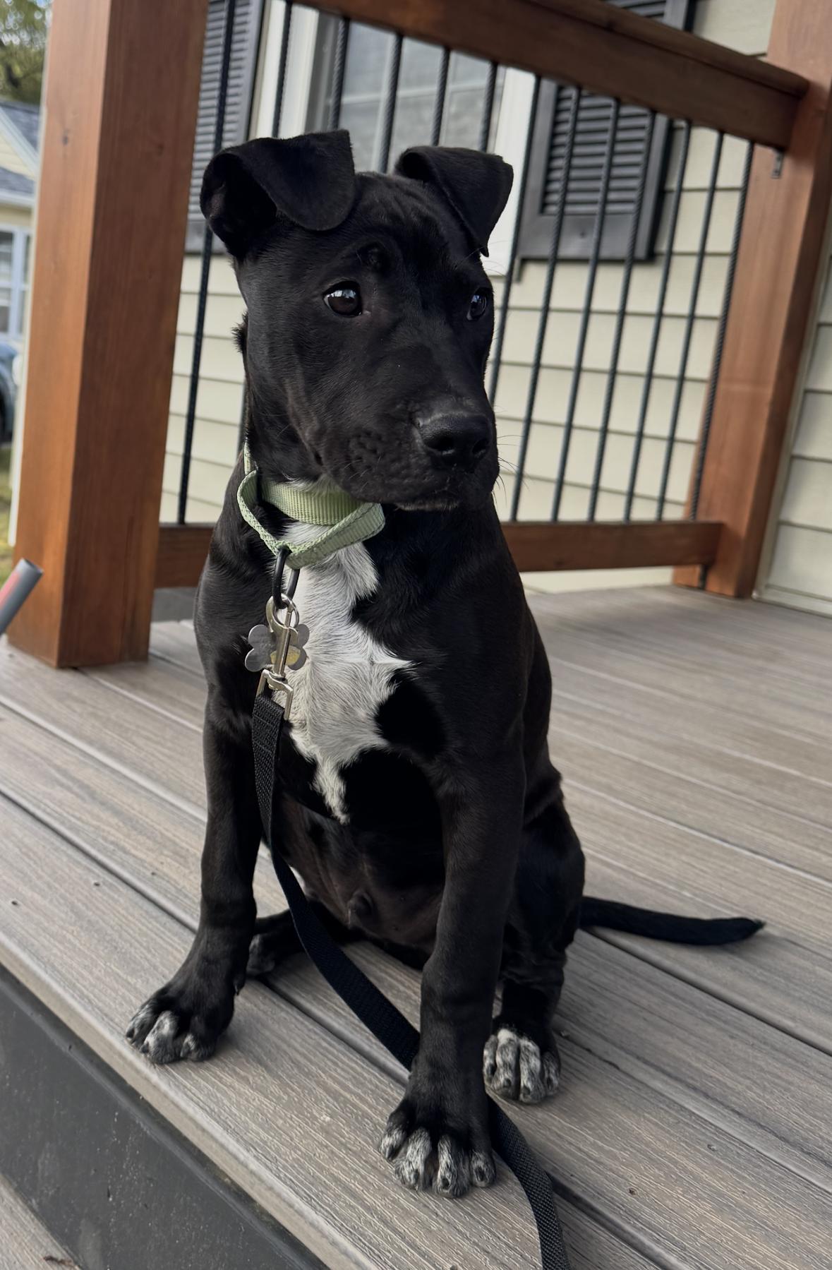 Rip, a Adoptable mixed breed in Albany, NY image 3/6